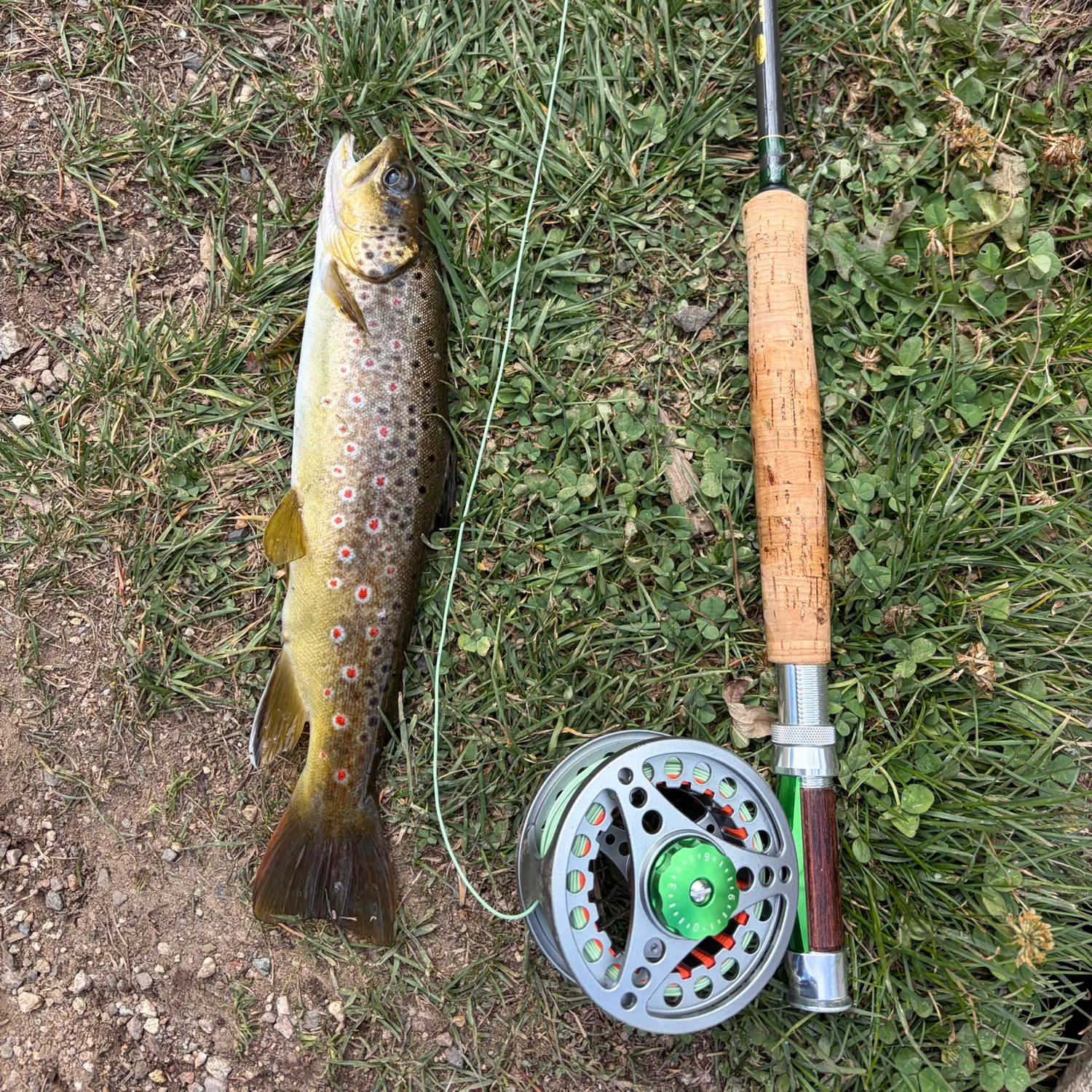 Brown trout caught on Fishbrain