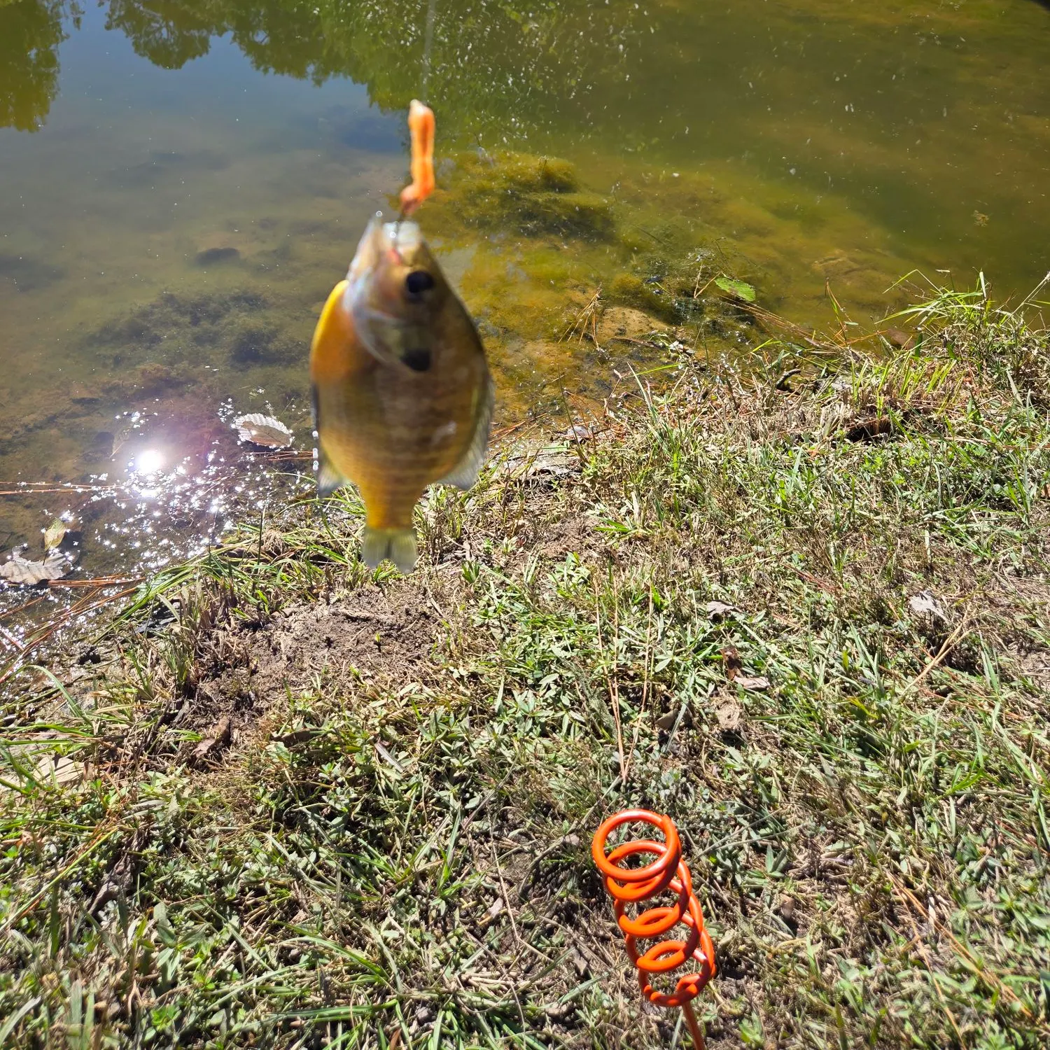 Bluegill caught on Fishbrain