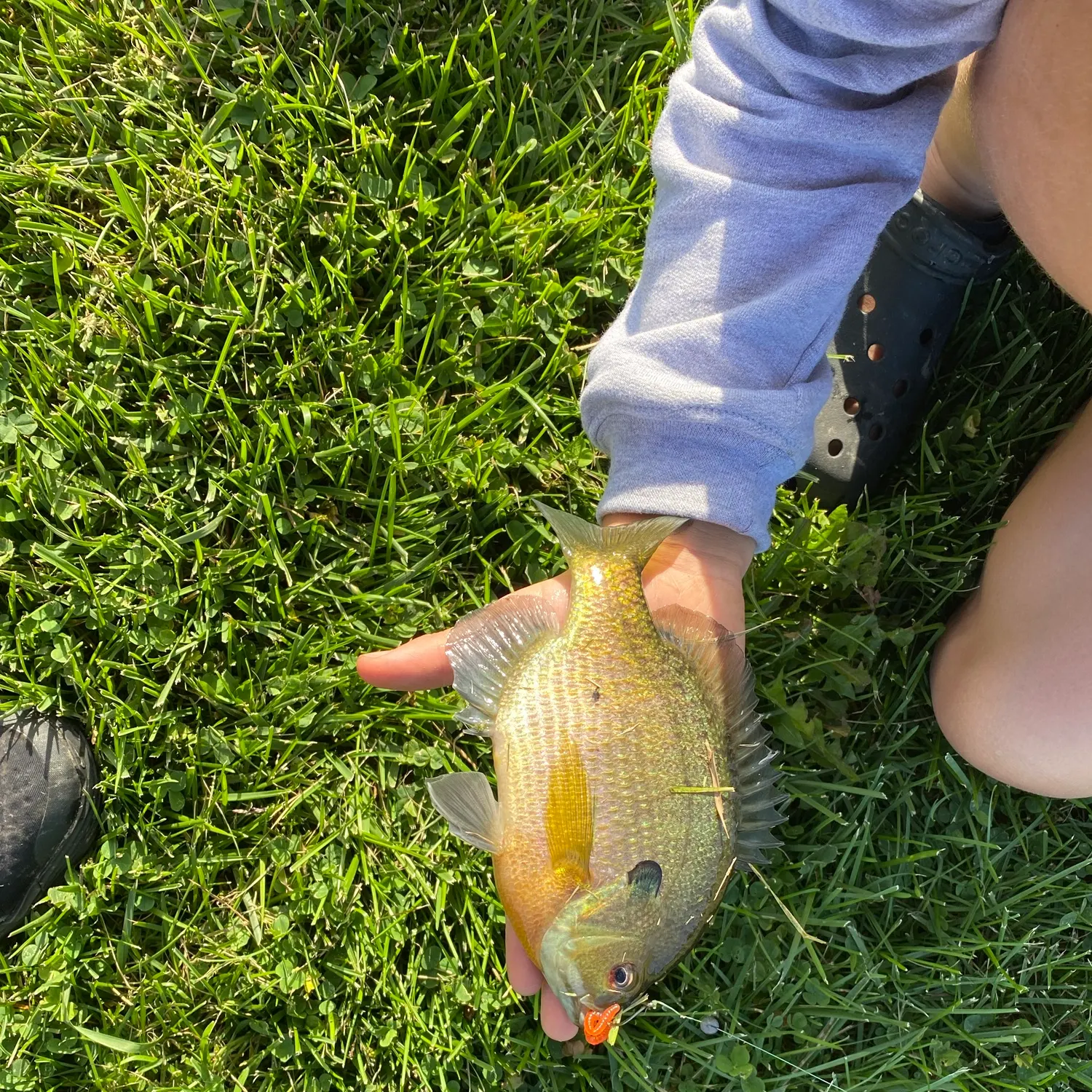 Bluegill caught on Fishbrain