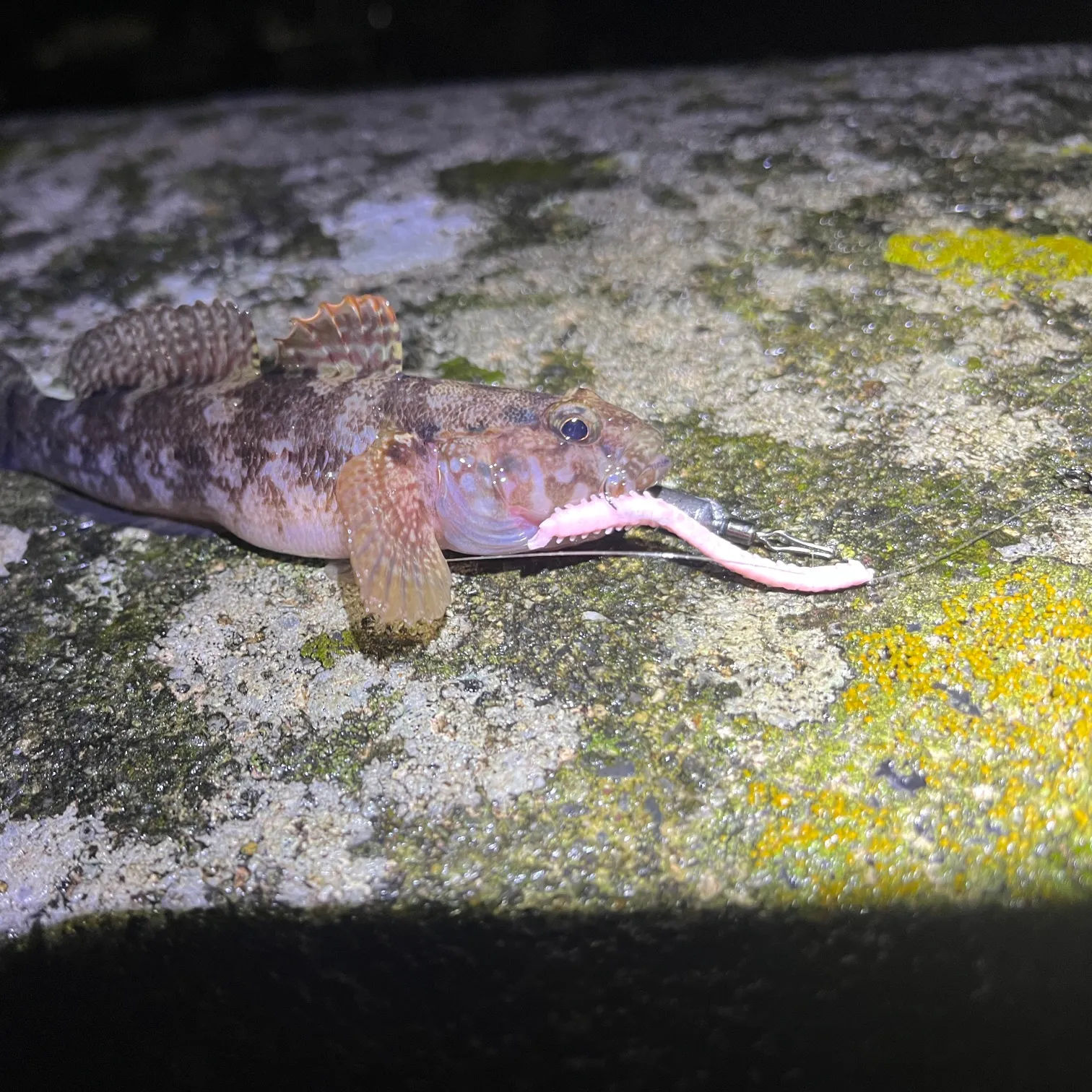 The most recent Rock goby catches on Fishbrain