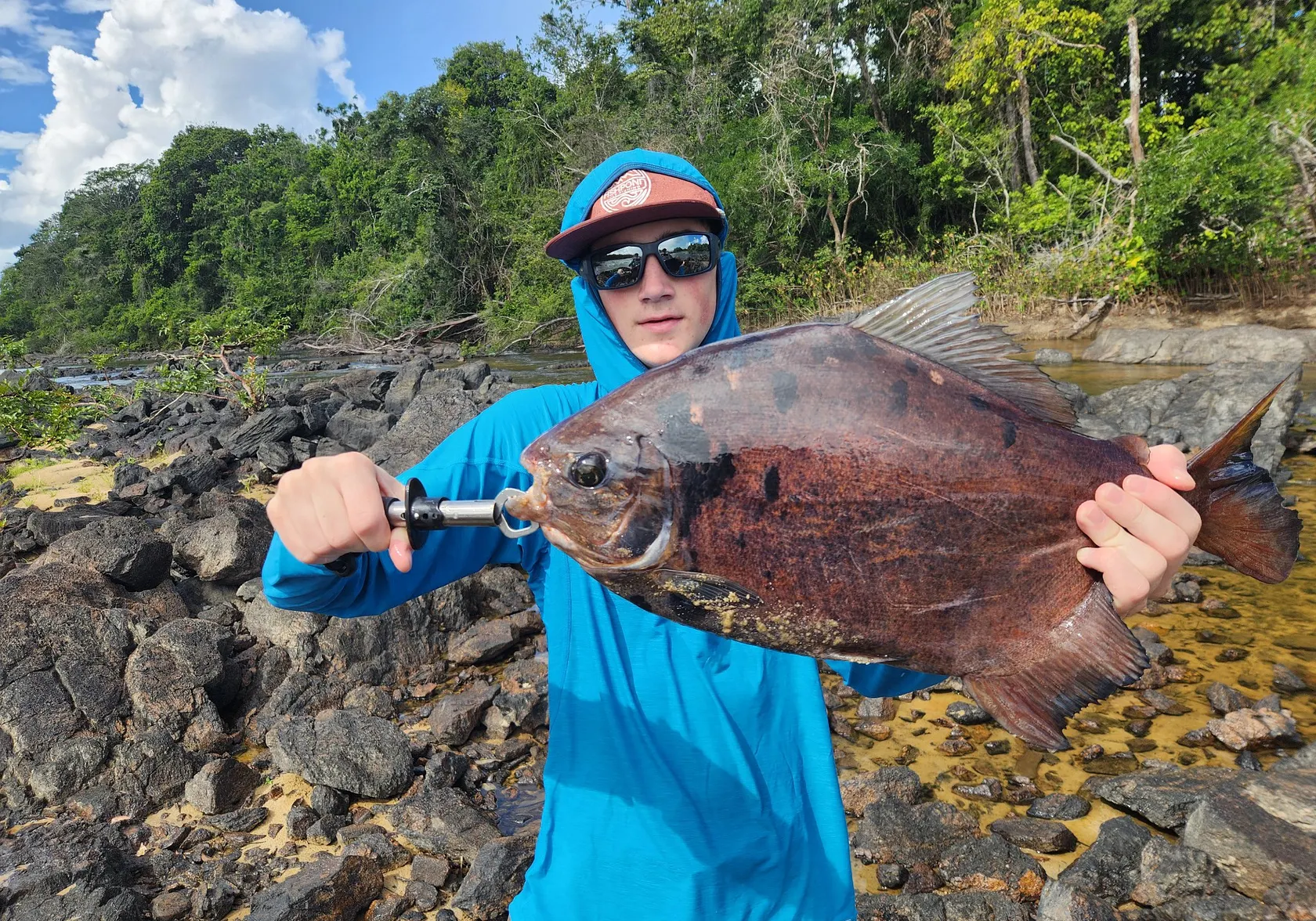 Red-bellied pacu