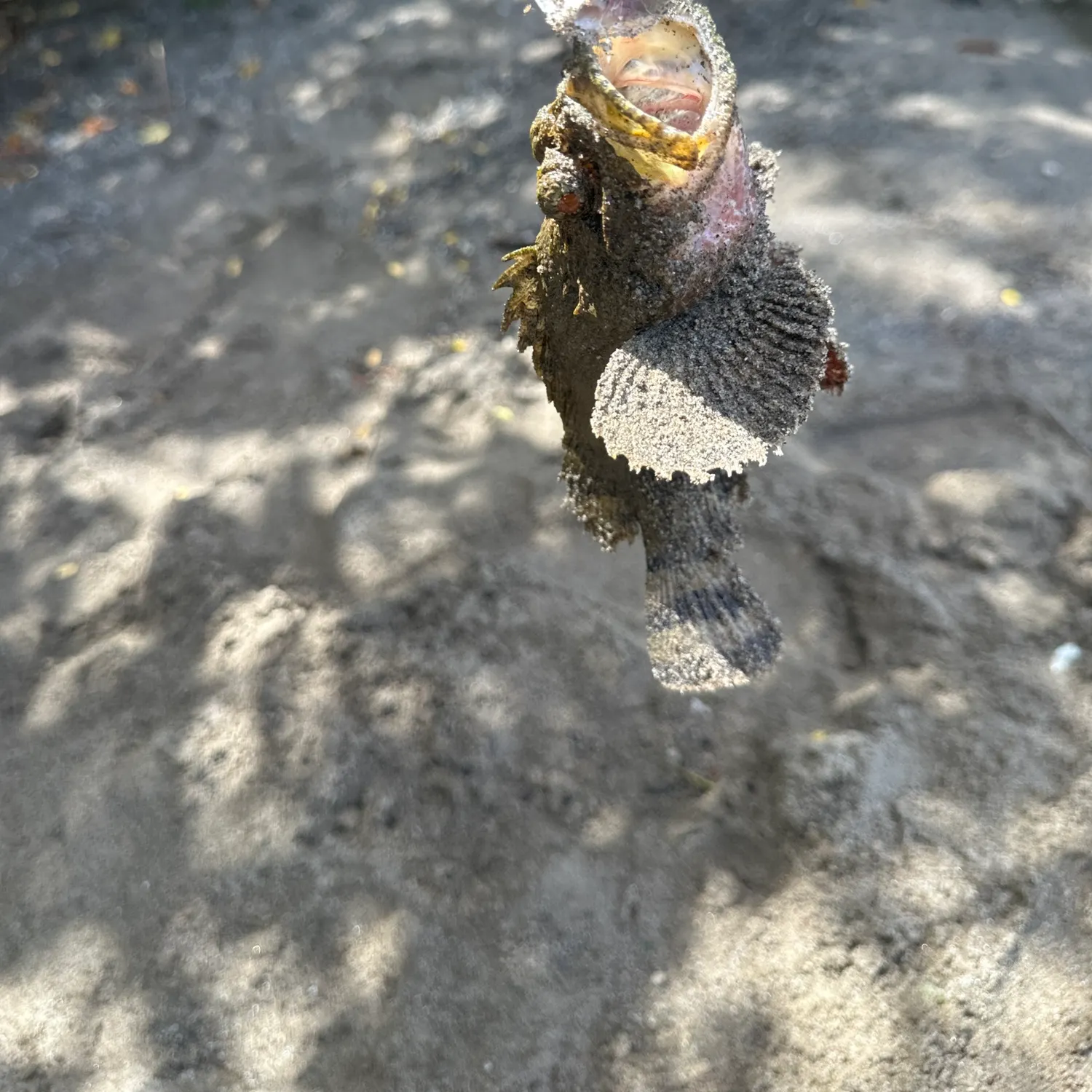Fish caught on Fishbrain