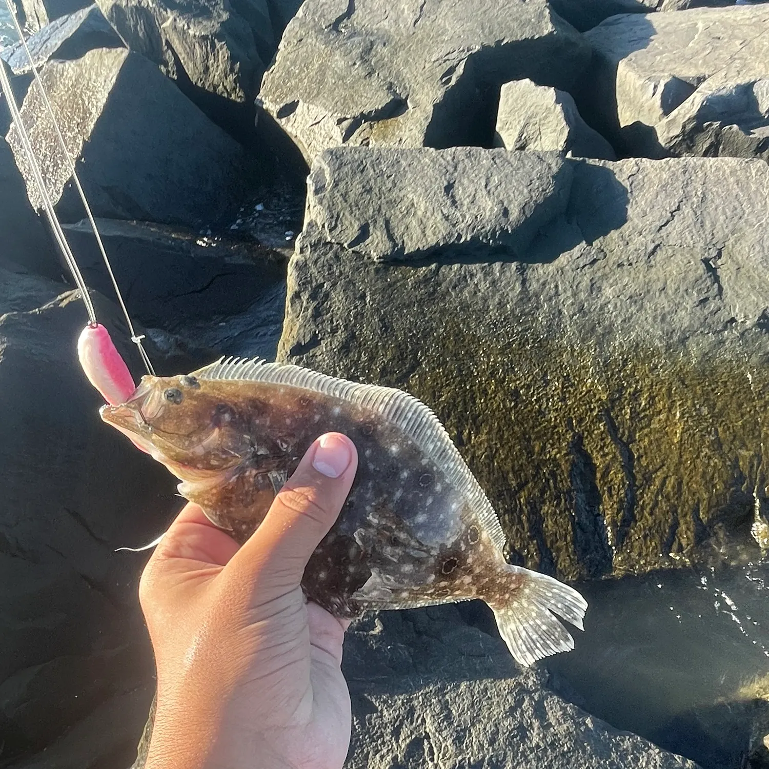 Summer flounder caught on Fishbrain