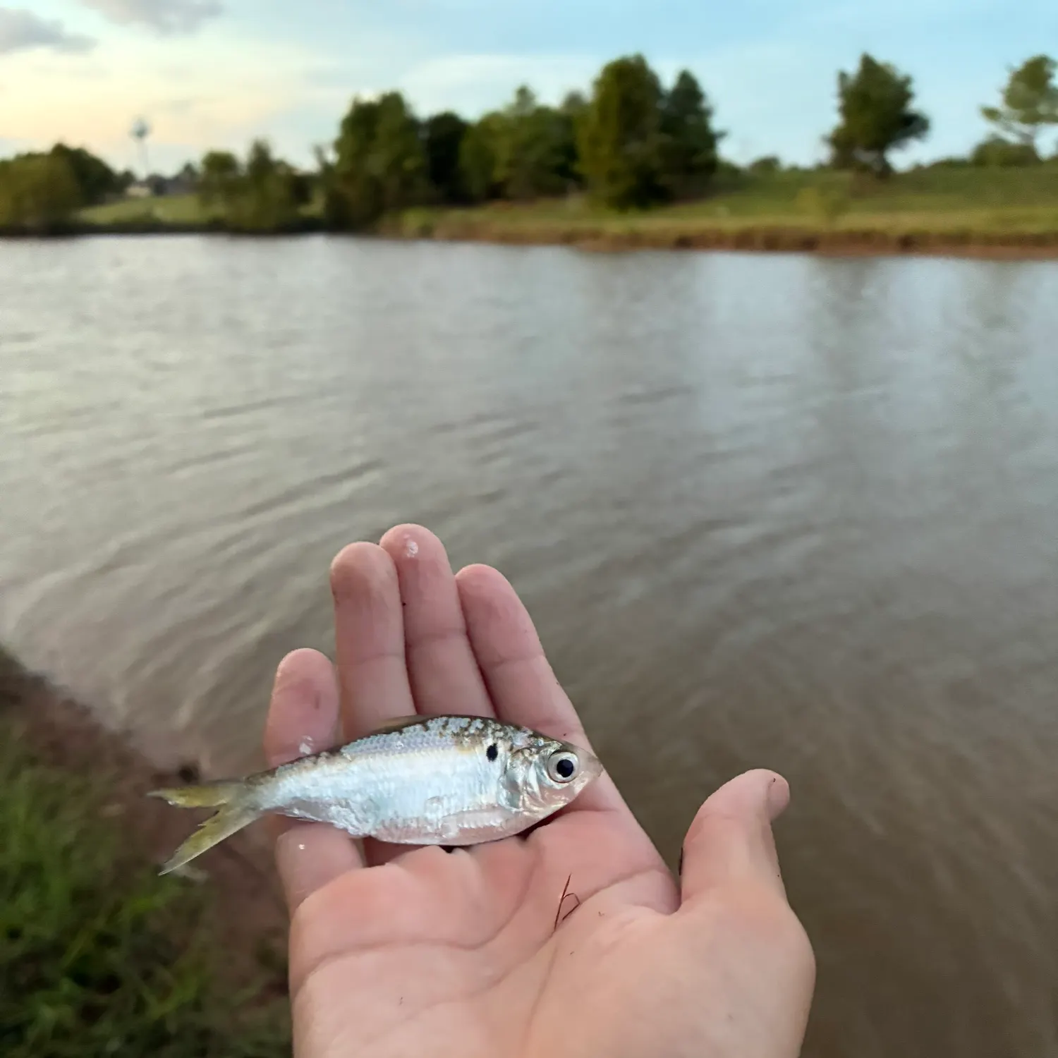 American gizzard shad caught on Fishbrain