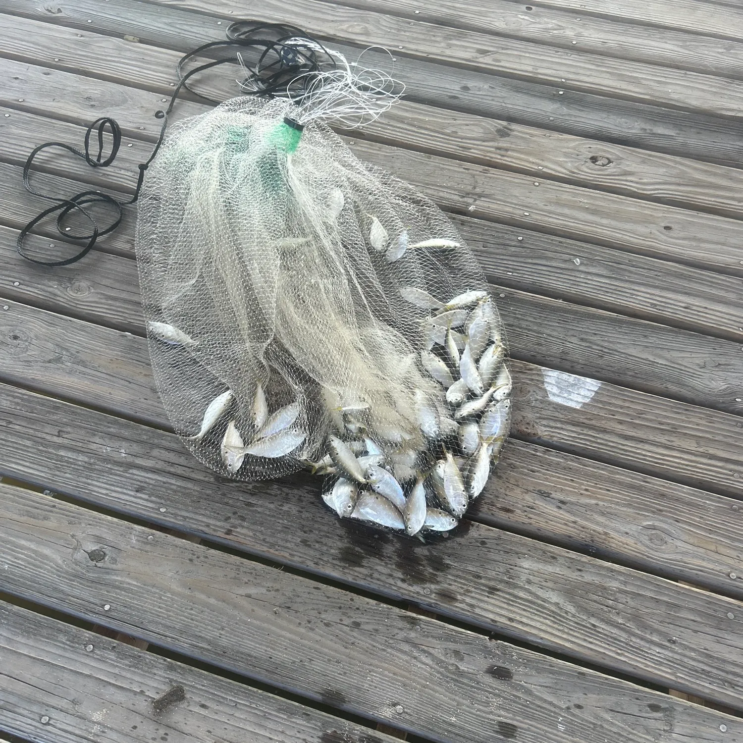 The most recent Greenback horse mackerel catches on Fishbrain