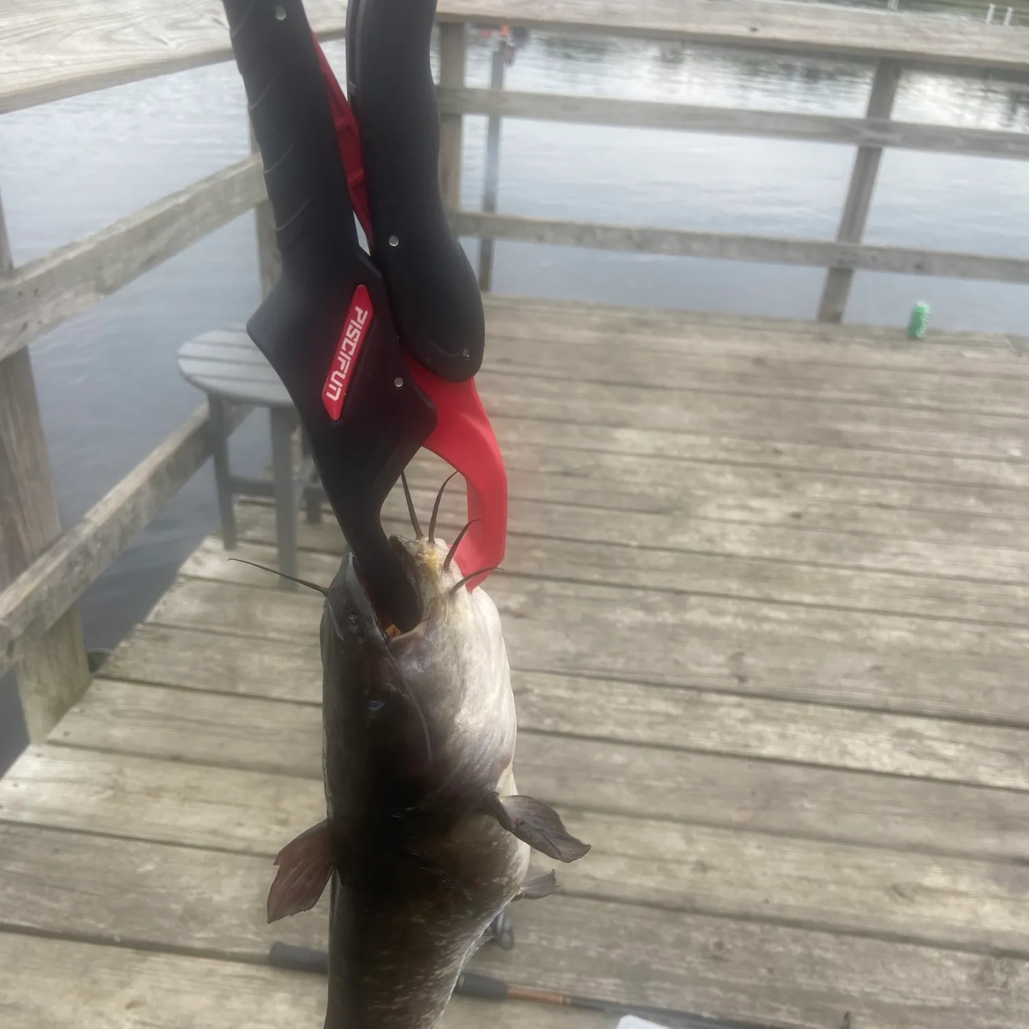 Black bullhead caught on Fishbrain