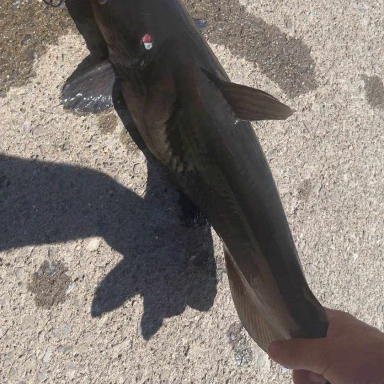 Black bullhead caught on Fishbrain