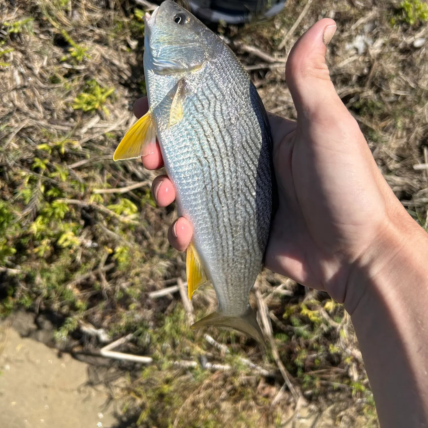 Yellowfin croaker caught on Fishbrain