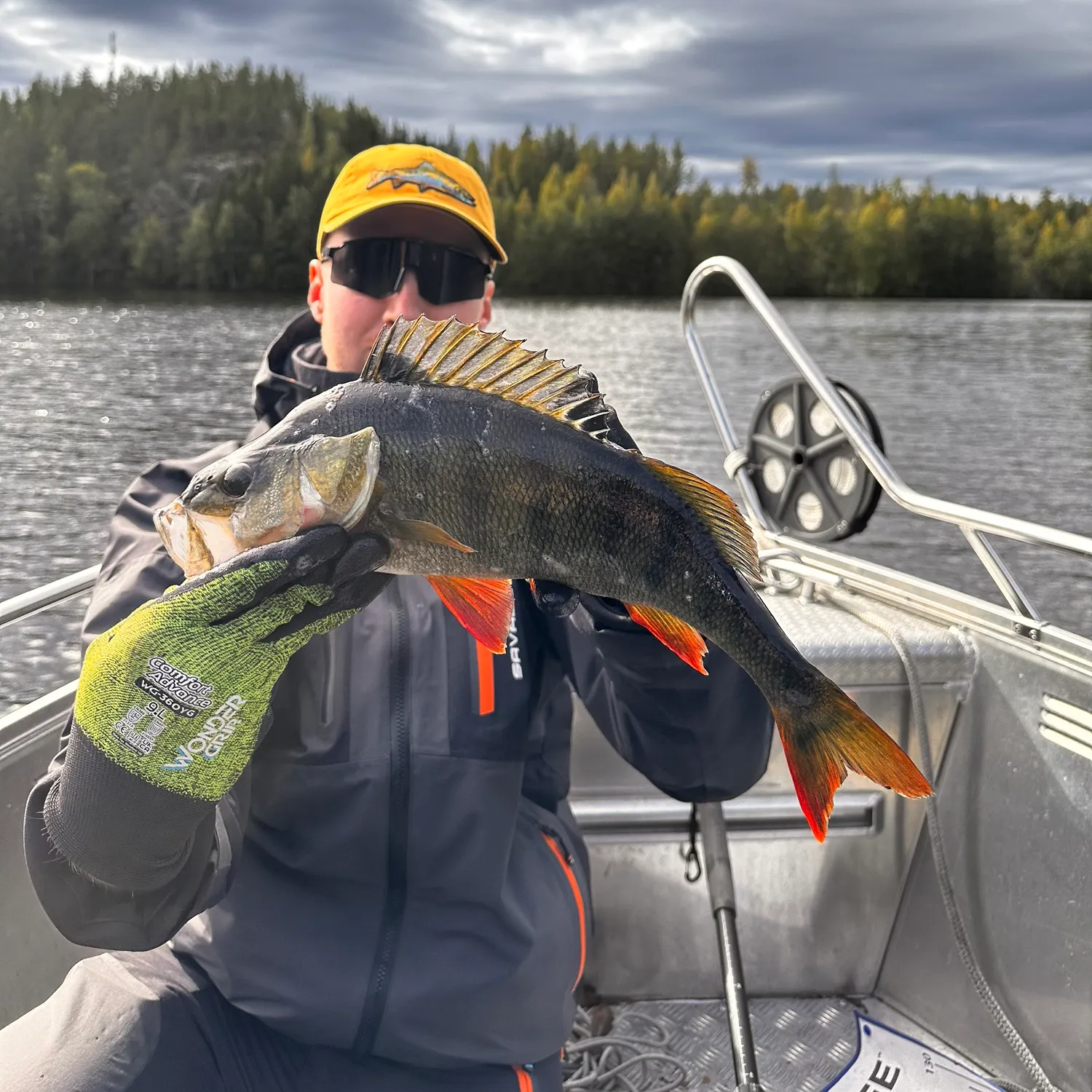 European perch caught on Fishbrain