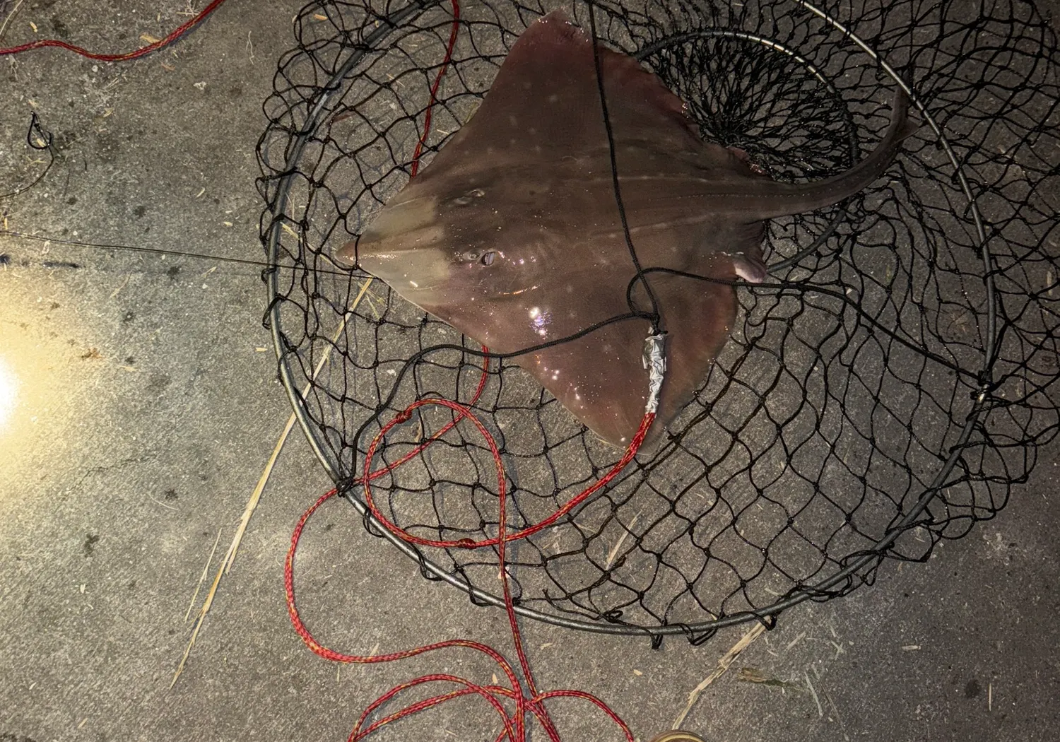 Clearnose skate