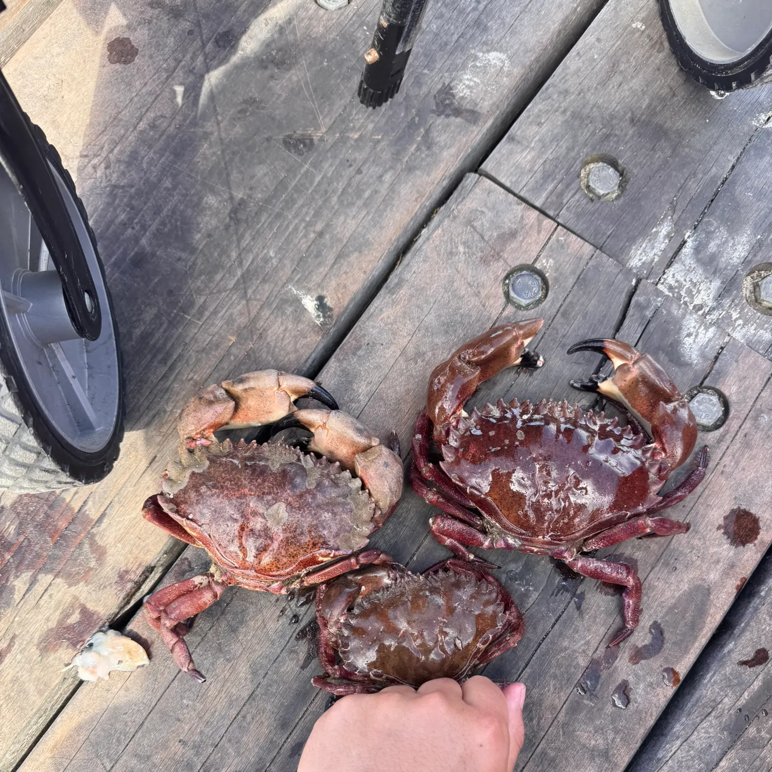 The most recent Pacific rock crab catches on Fishbrain