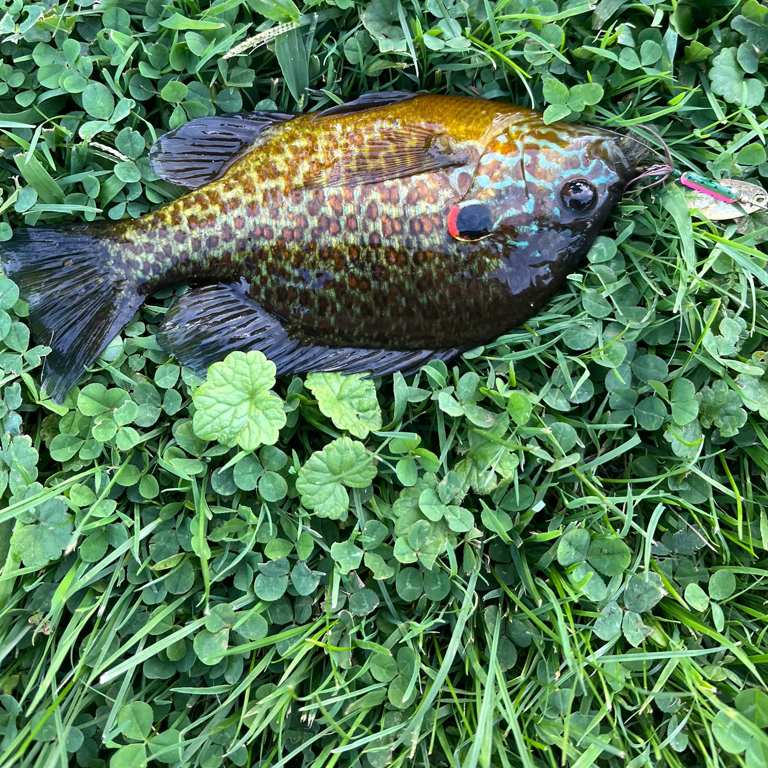 Pumpkinseed caught on Fishbrain