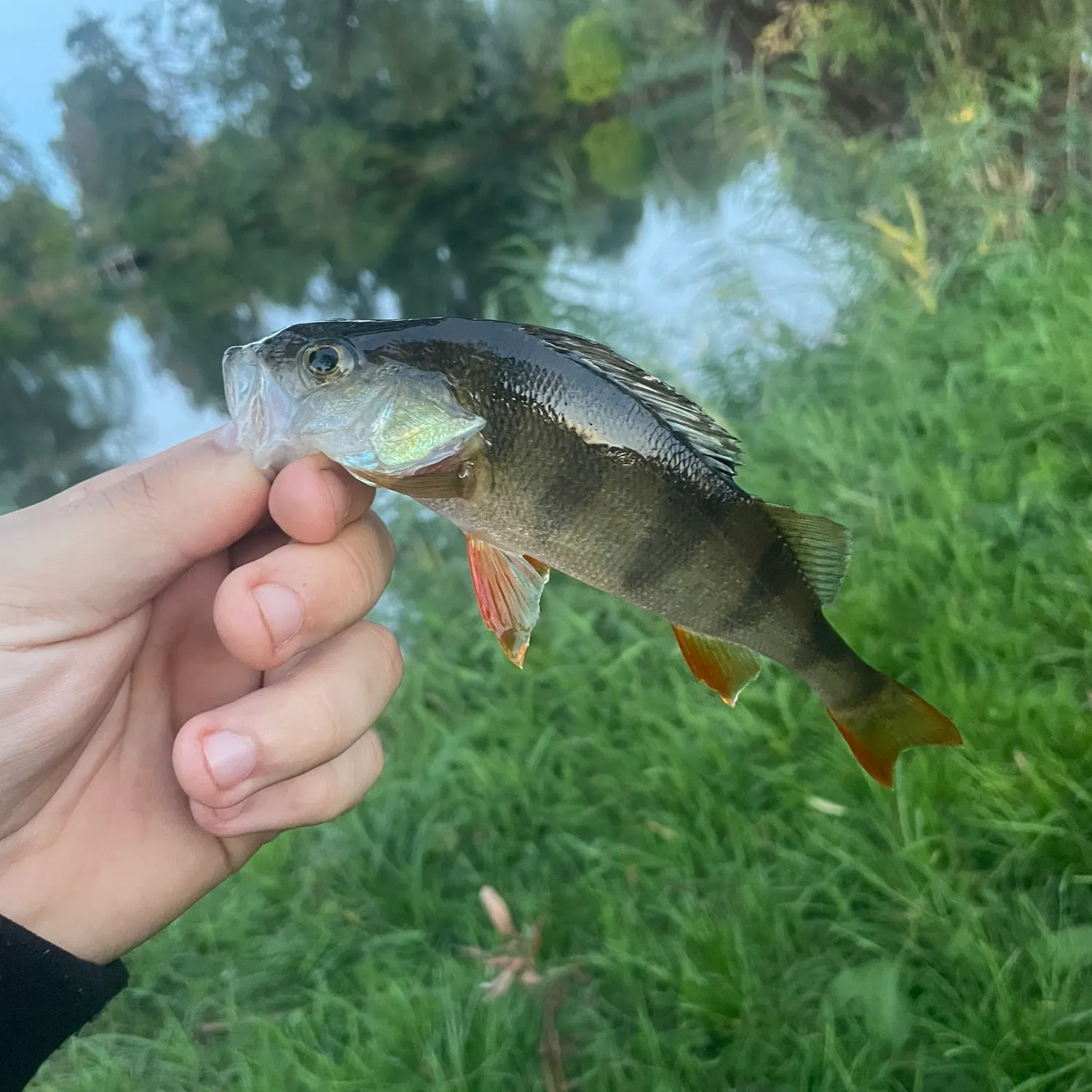 European perch caught on Fishbrain