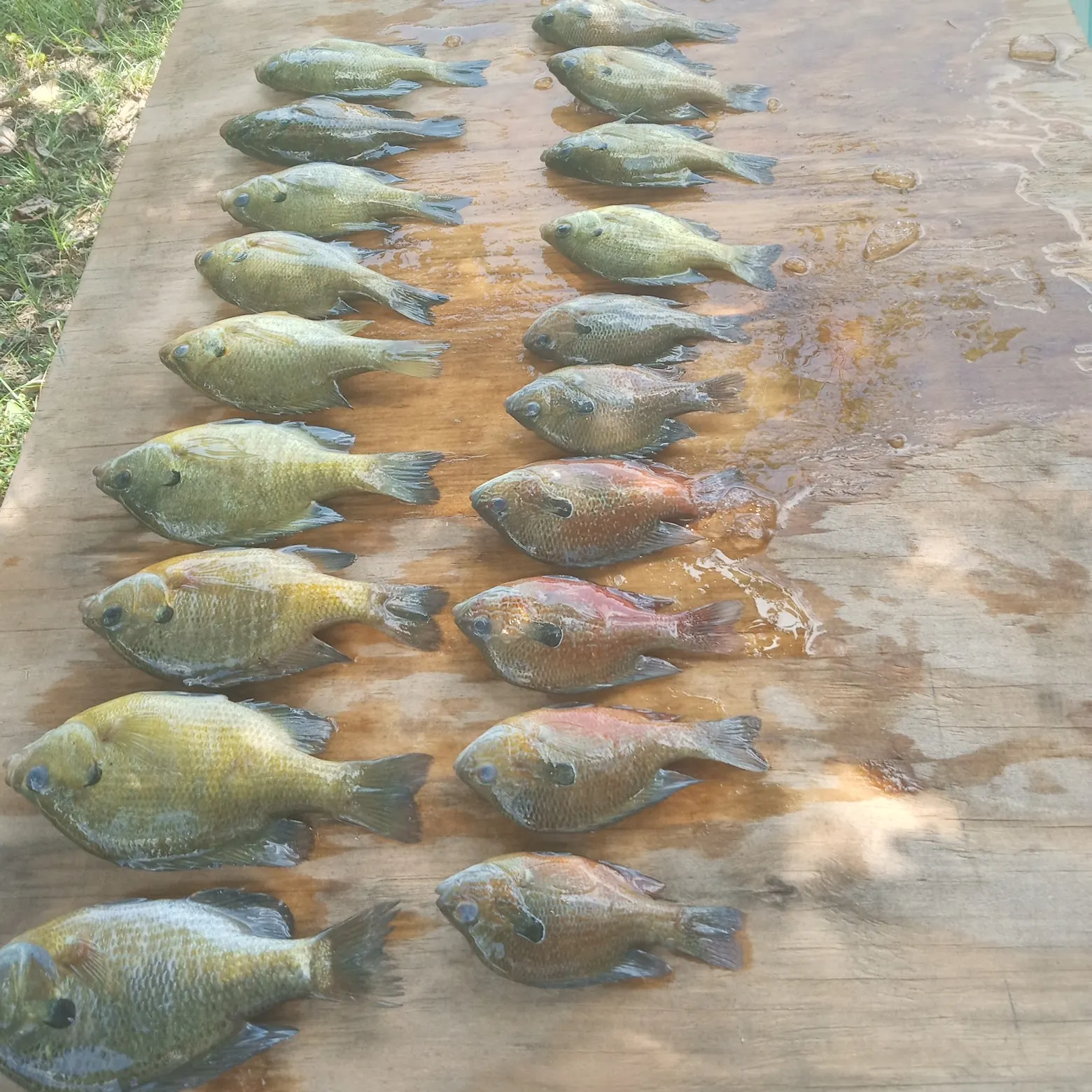 recently logged catches