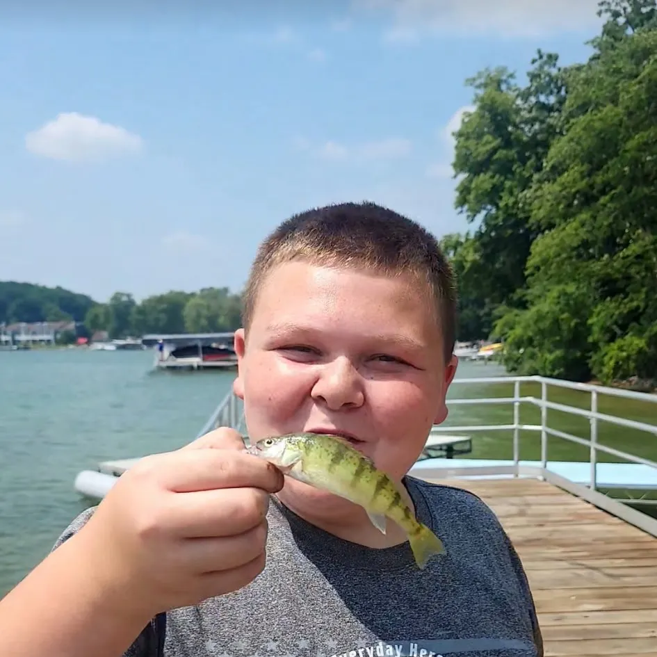 Yellow perch caught on Fishbrain