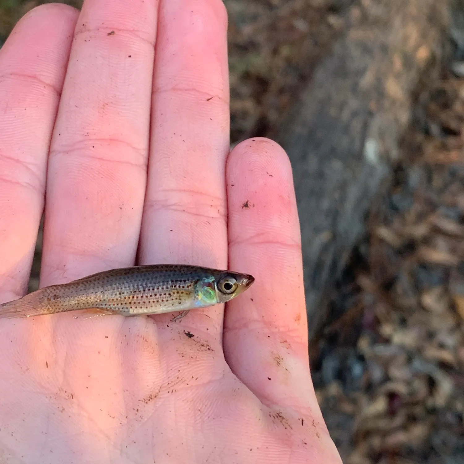 The most recent Russetfin topminnow catches on Fishbrain