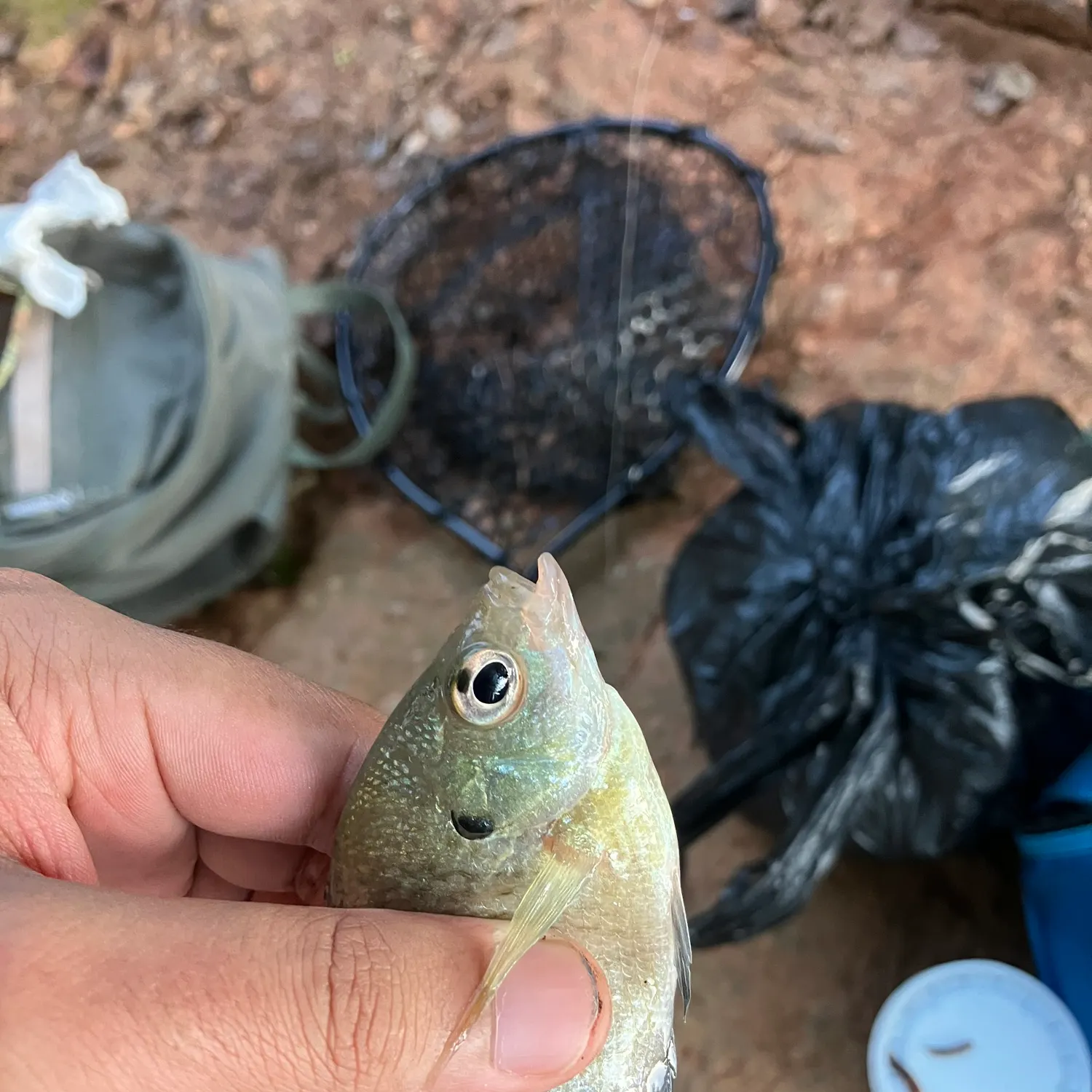 Bluegill caught on Fishbrain