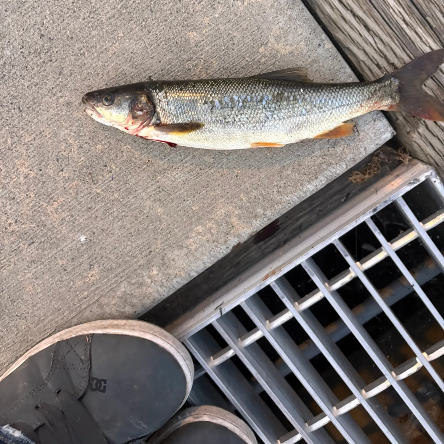 catch
