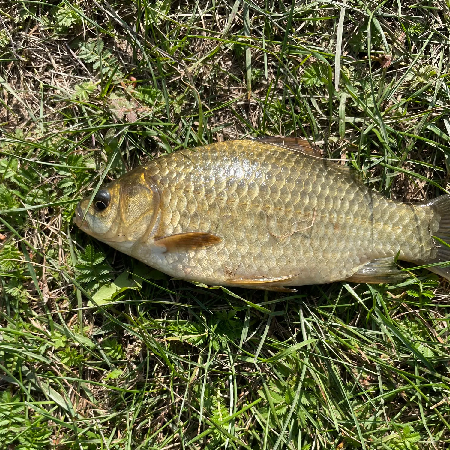 Crucian carp caught on Fishbrain