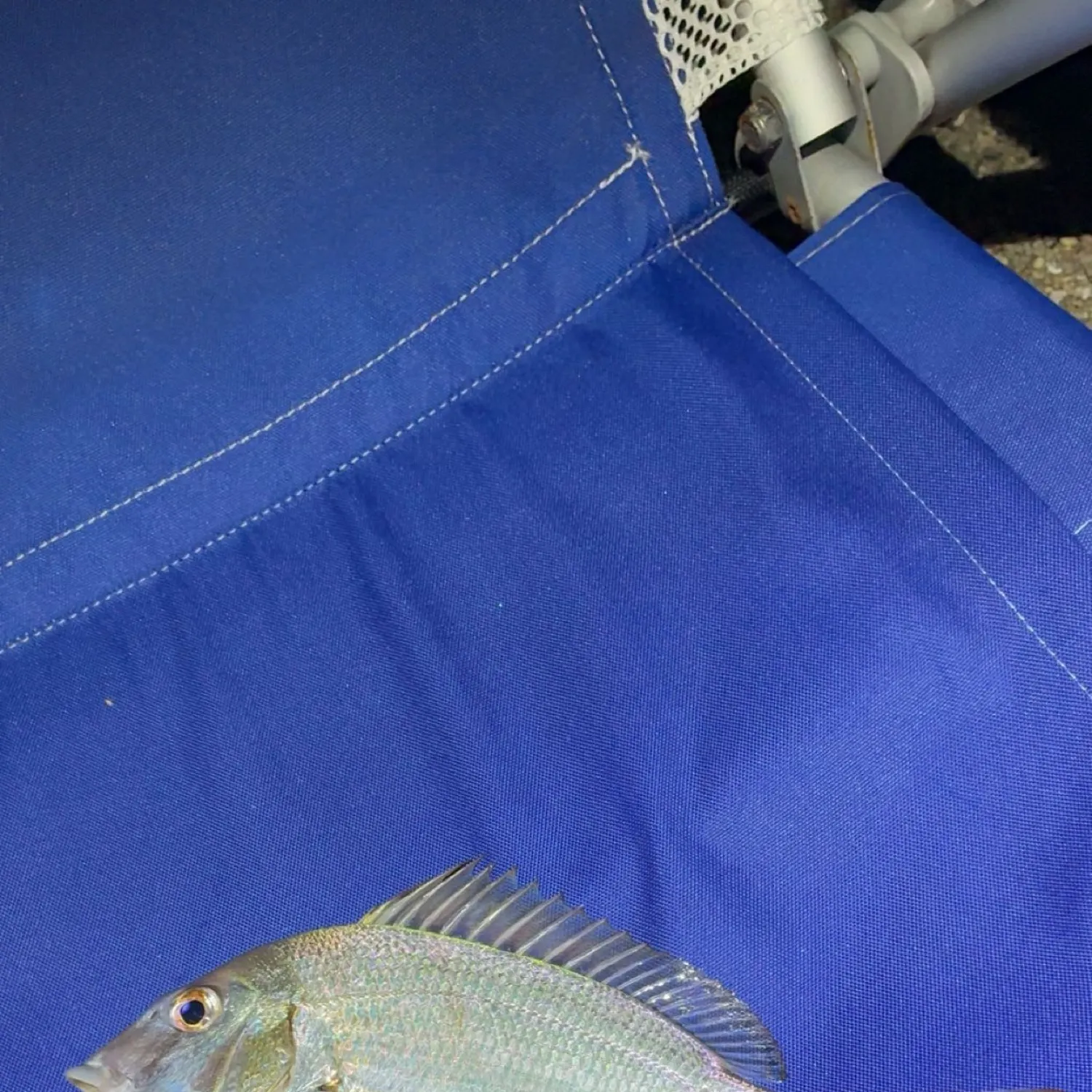 The most recent Scup catches on Fishbrain