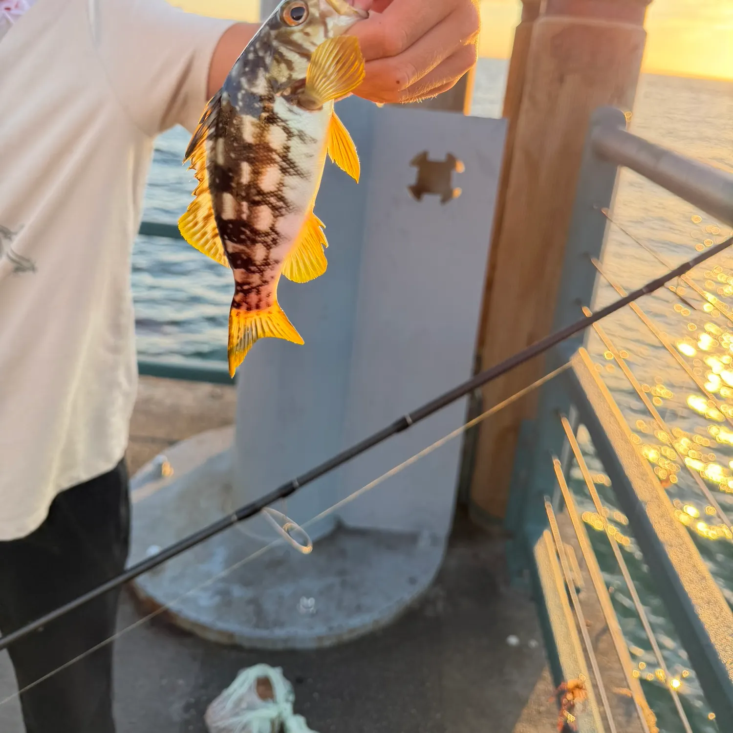 Kelp bass caught on Fishbrain