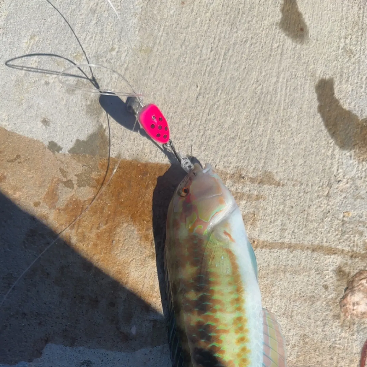 The most recent Slippery dick wrasse catches on Fishbrain