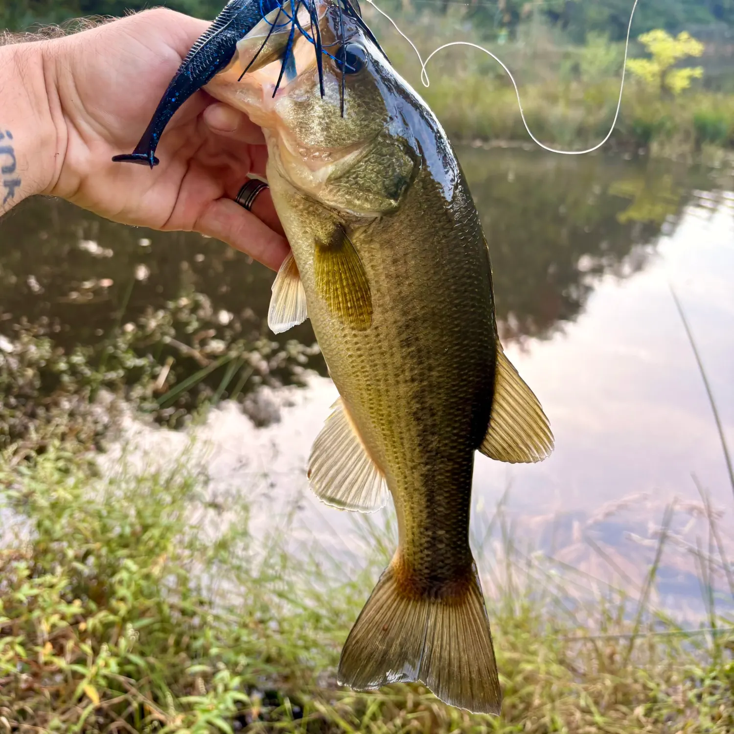 Largemouth bass caught on Fishbrain
