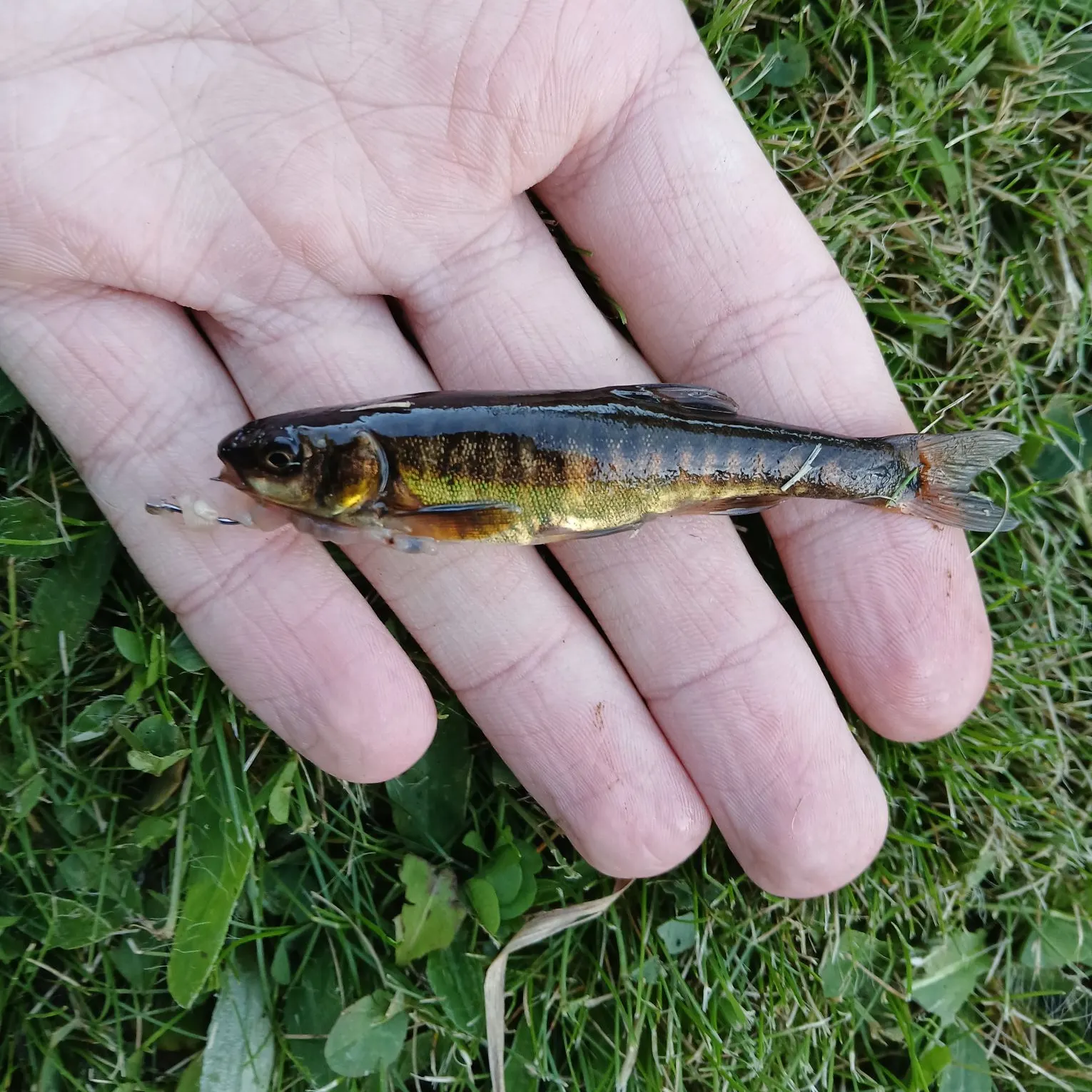 The most recent Eurasian minnow catches on Fishbrain