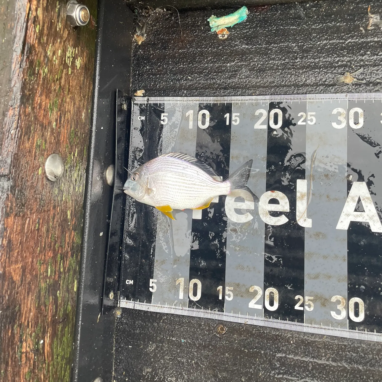 Surf bream caught on Fishbrain