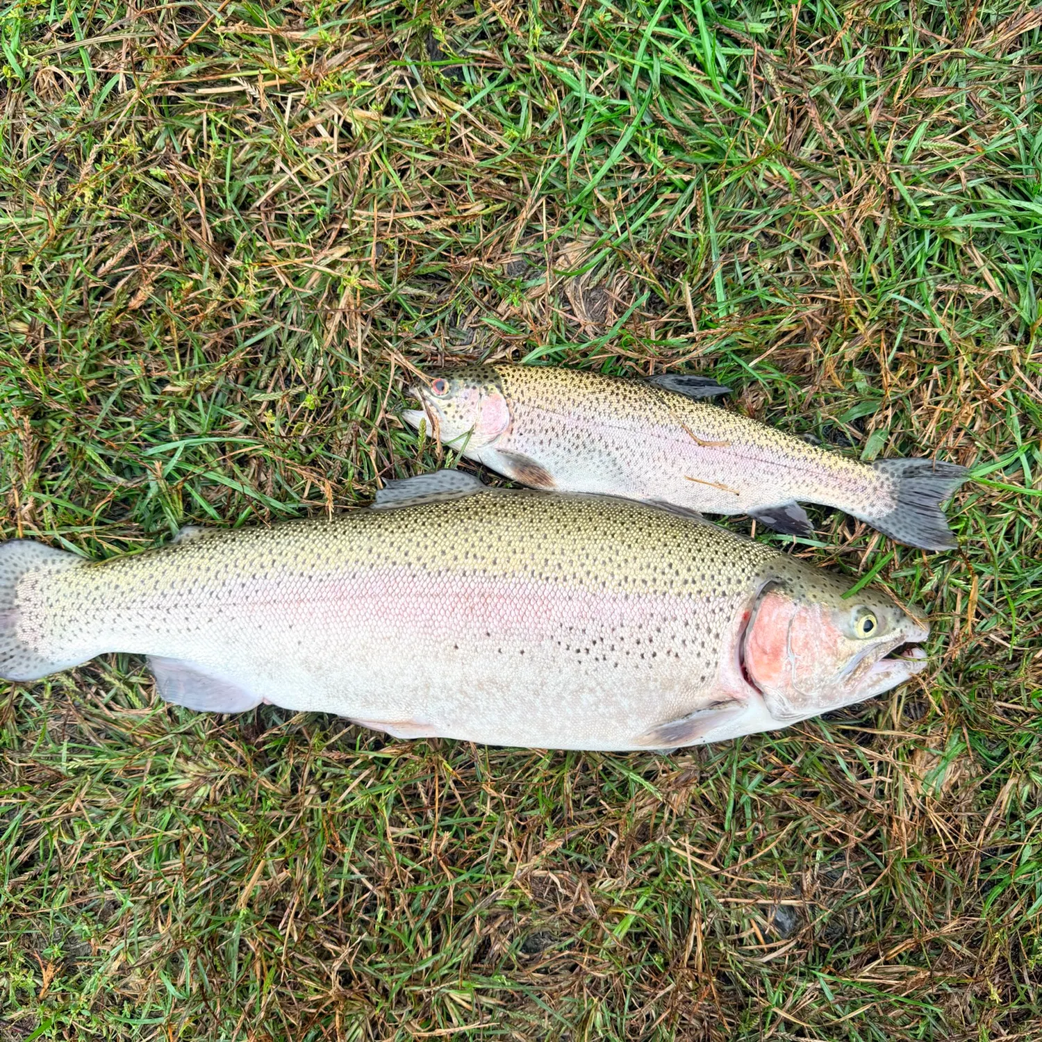 Rainbow trout caught on Fishbrain