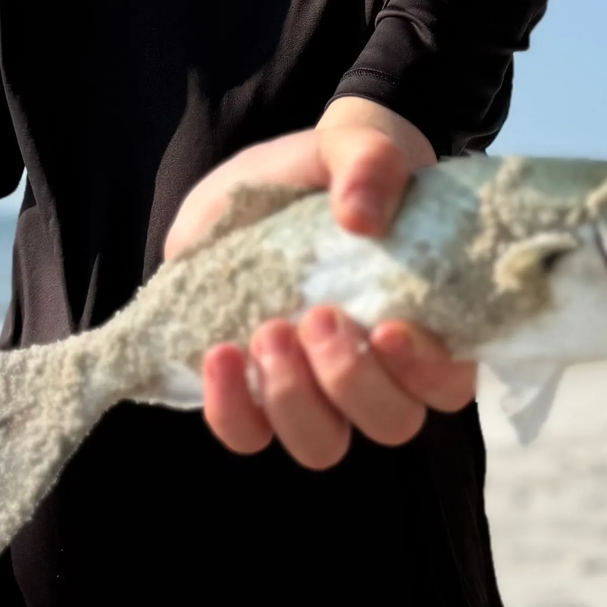 Bluefish caught on Fishbrain