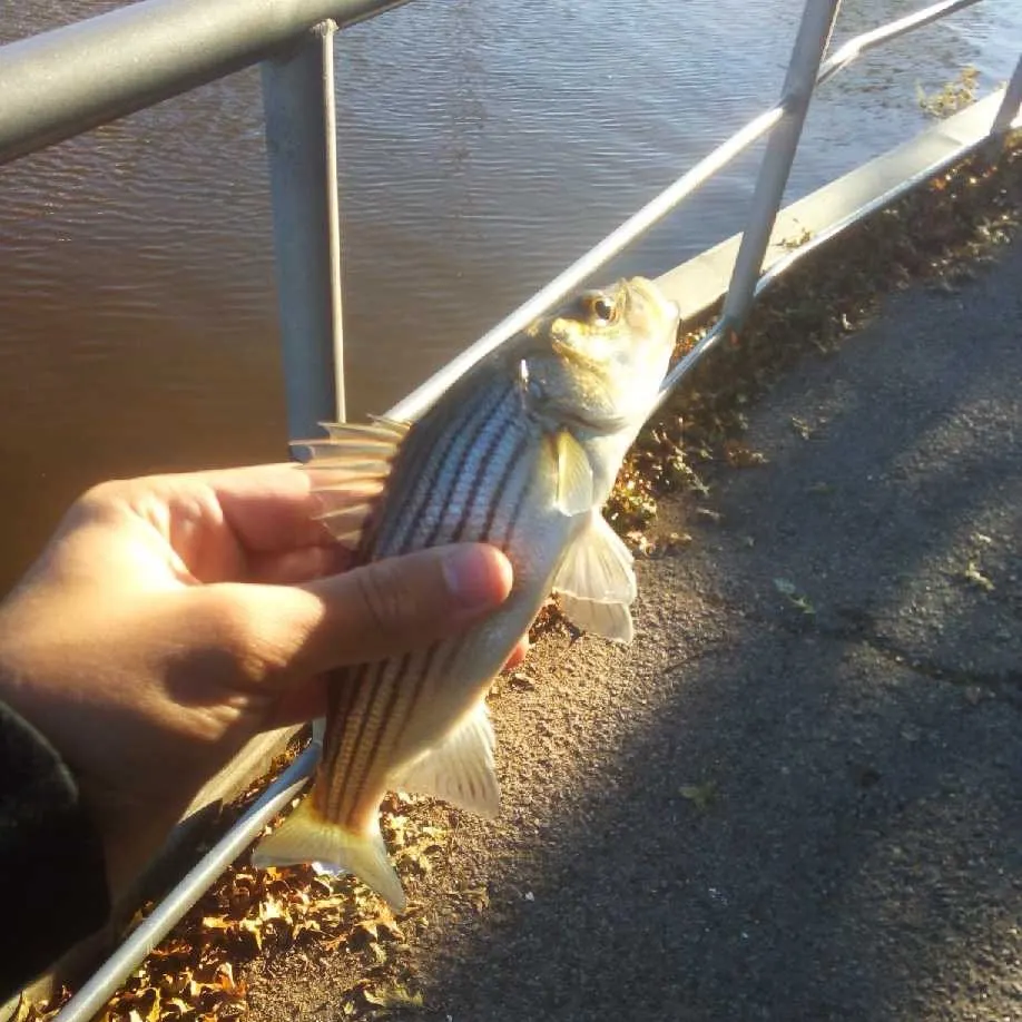 Striped bass caught on Fishbrain