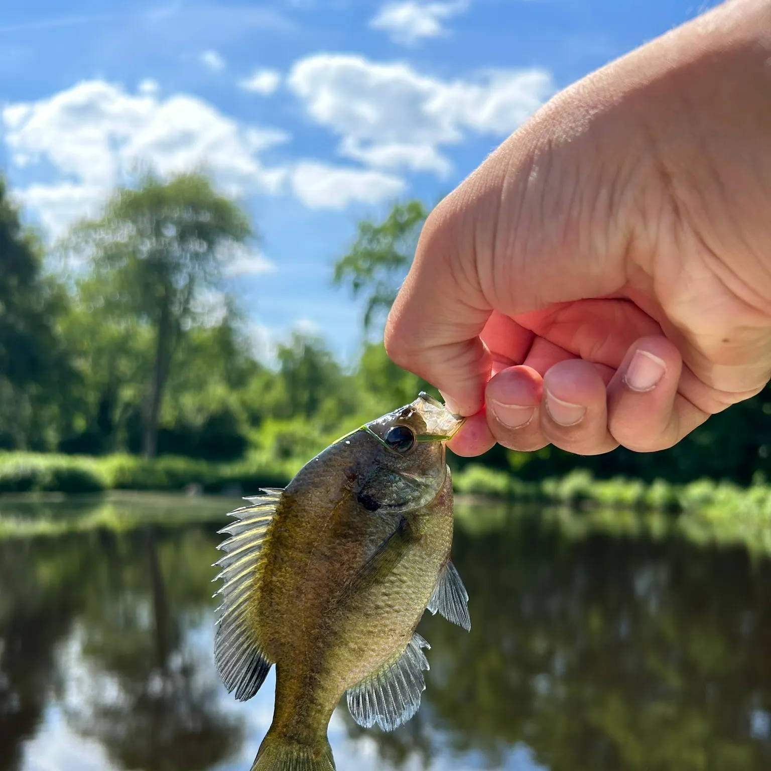 The most recent Bluegill catches on Fishbrain