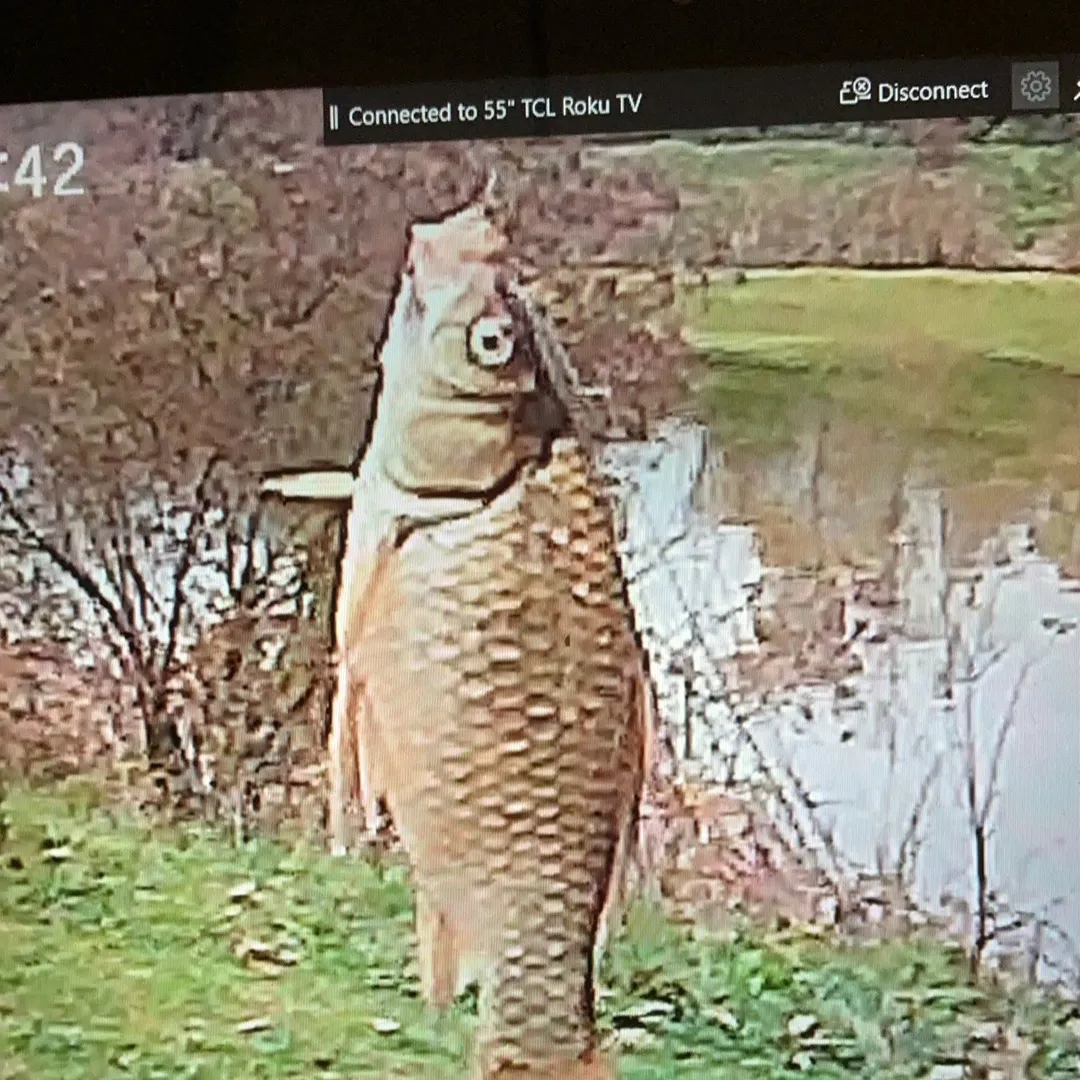 Grass carp caught on Fishbrain