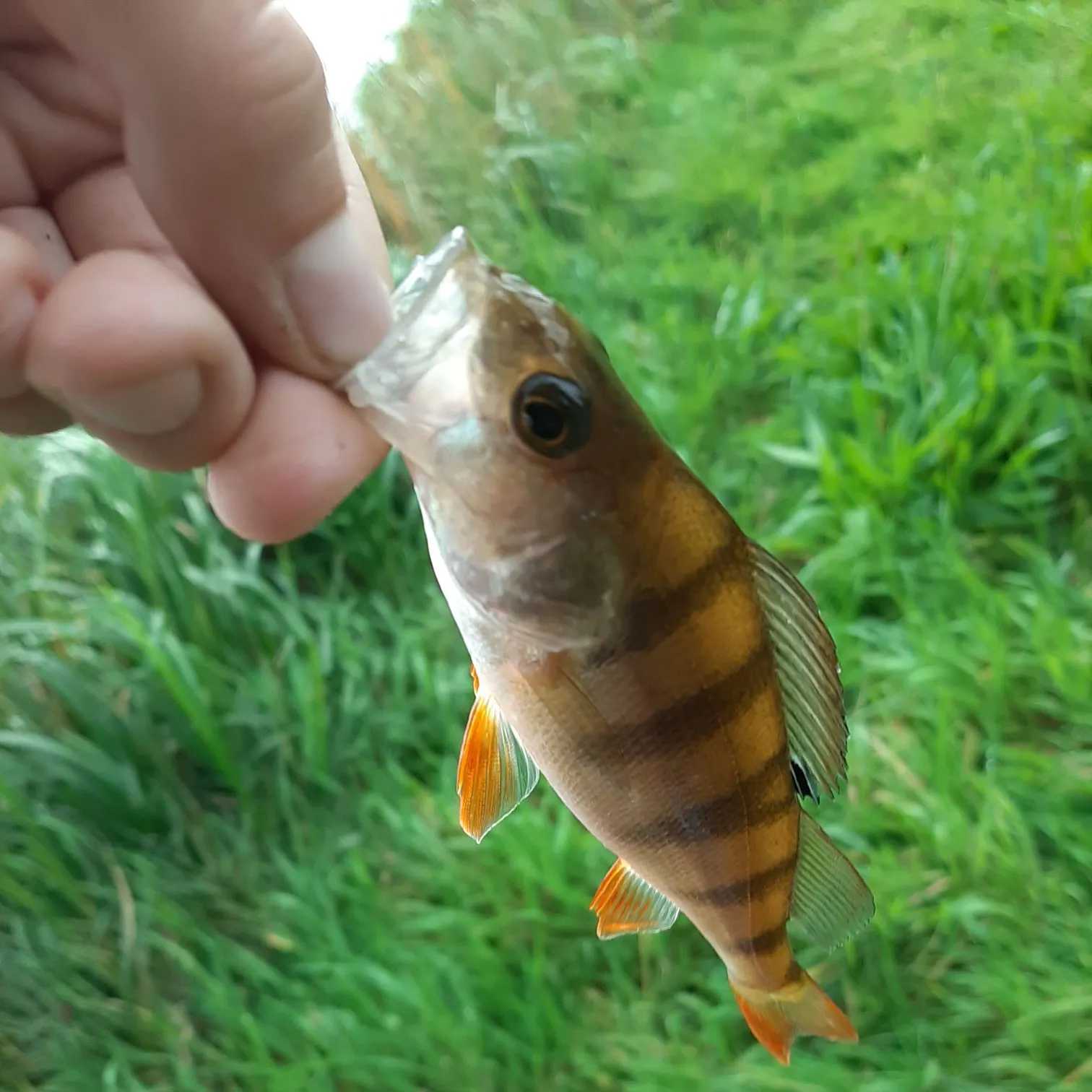 European perch caught on Fishbrain