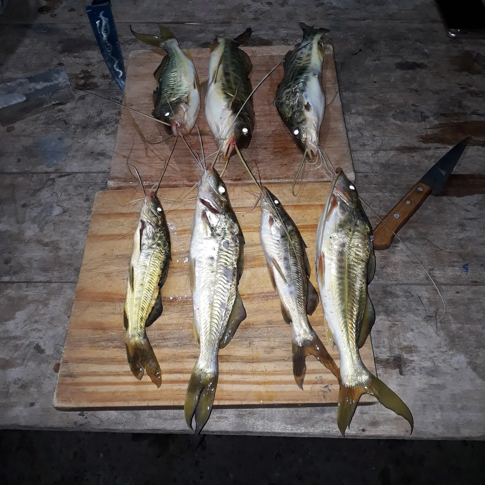 recently logged catches