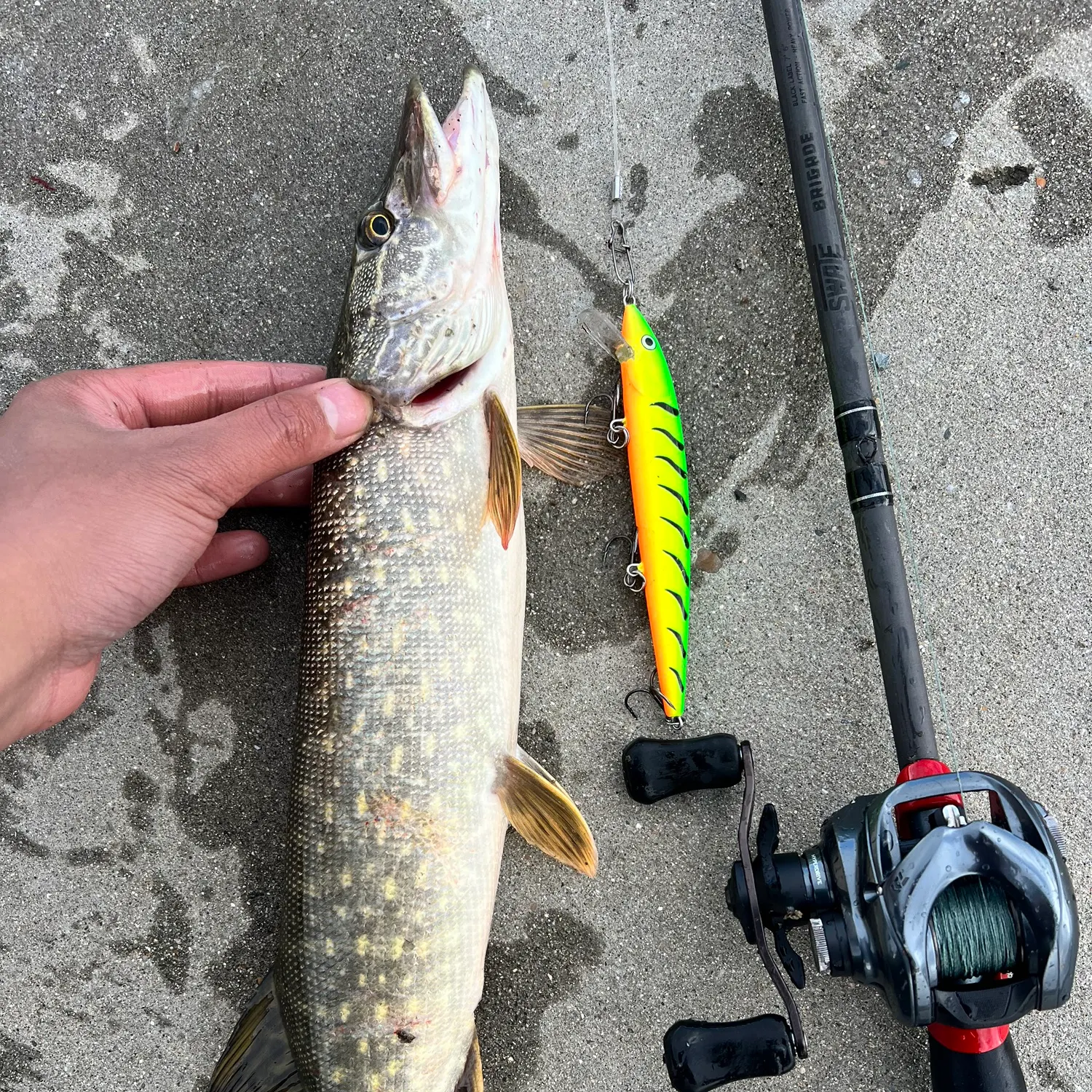 recently logged catches