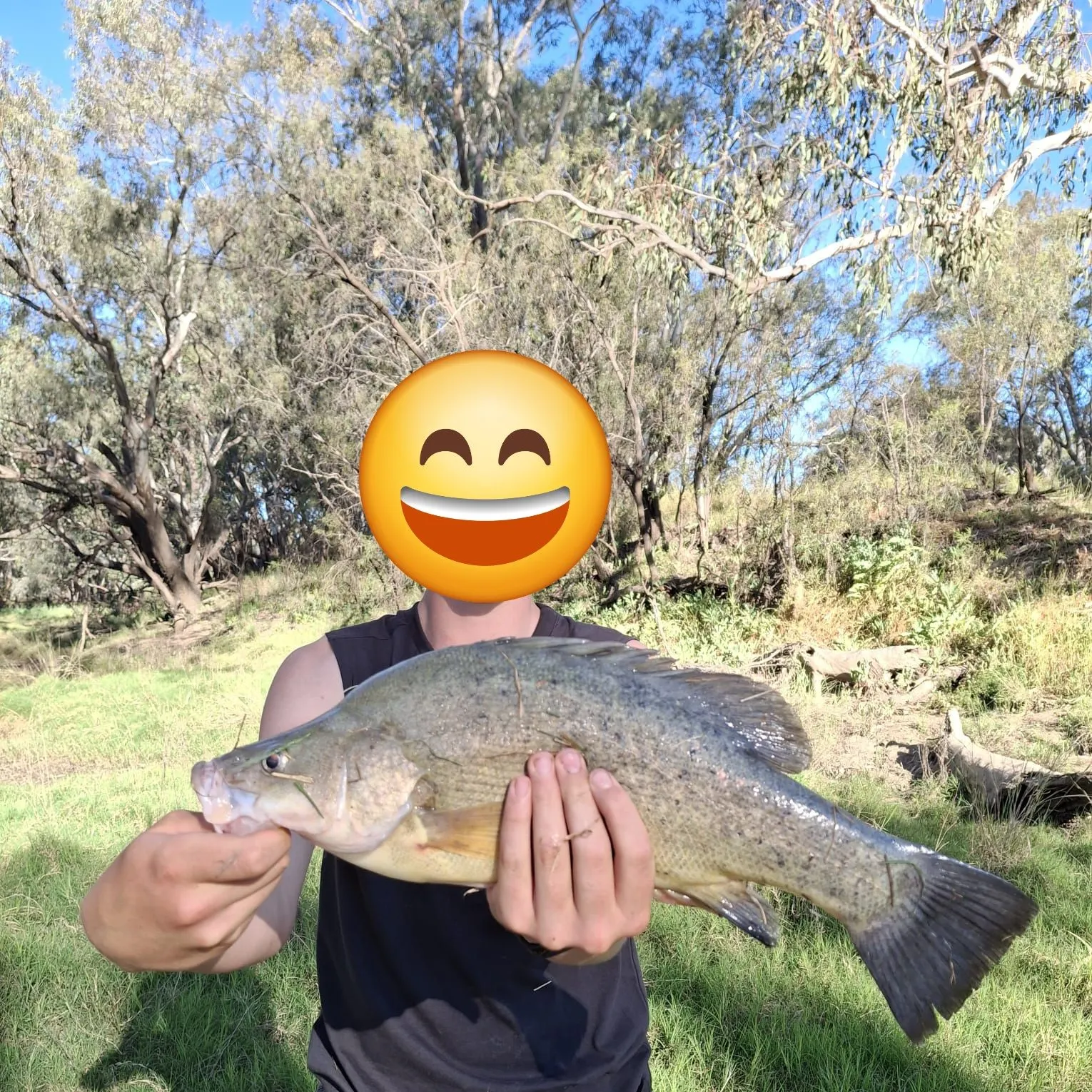 Golden perch caught on Fishbrain