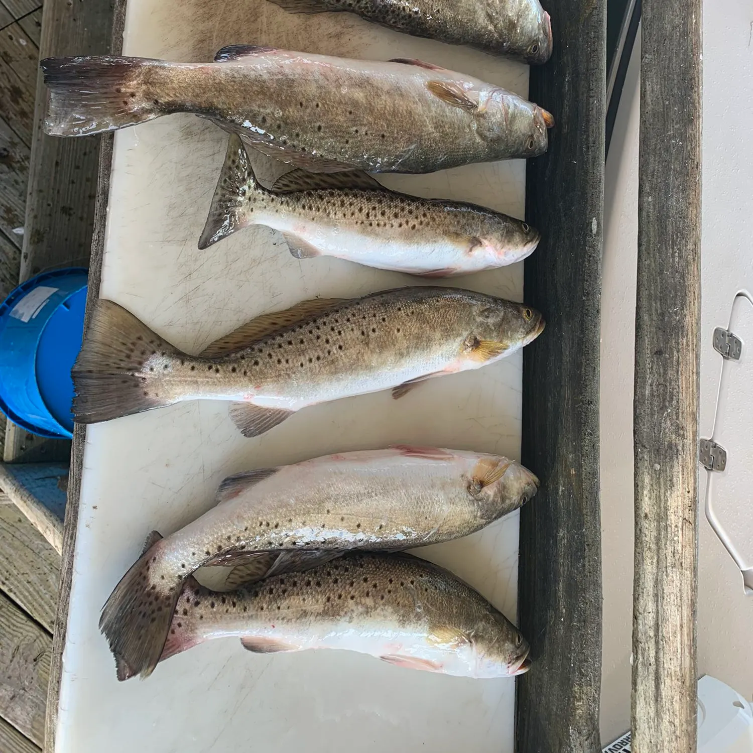 Spotted seatrout caught on Fishbrain