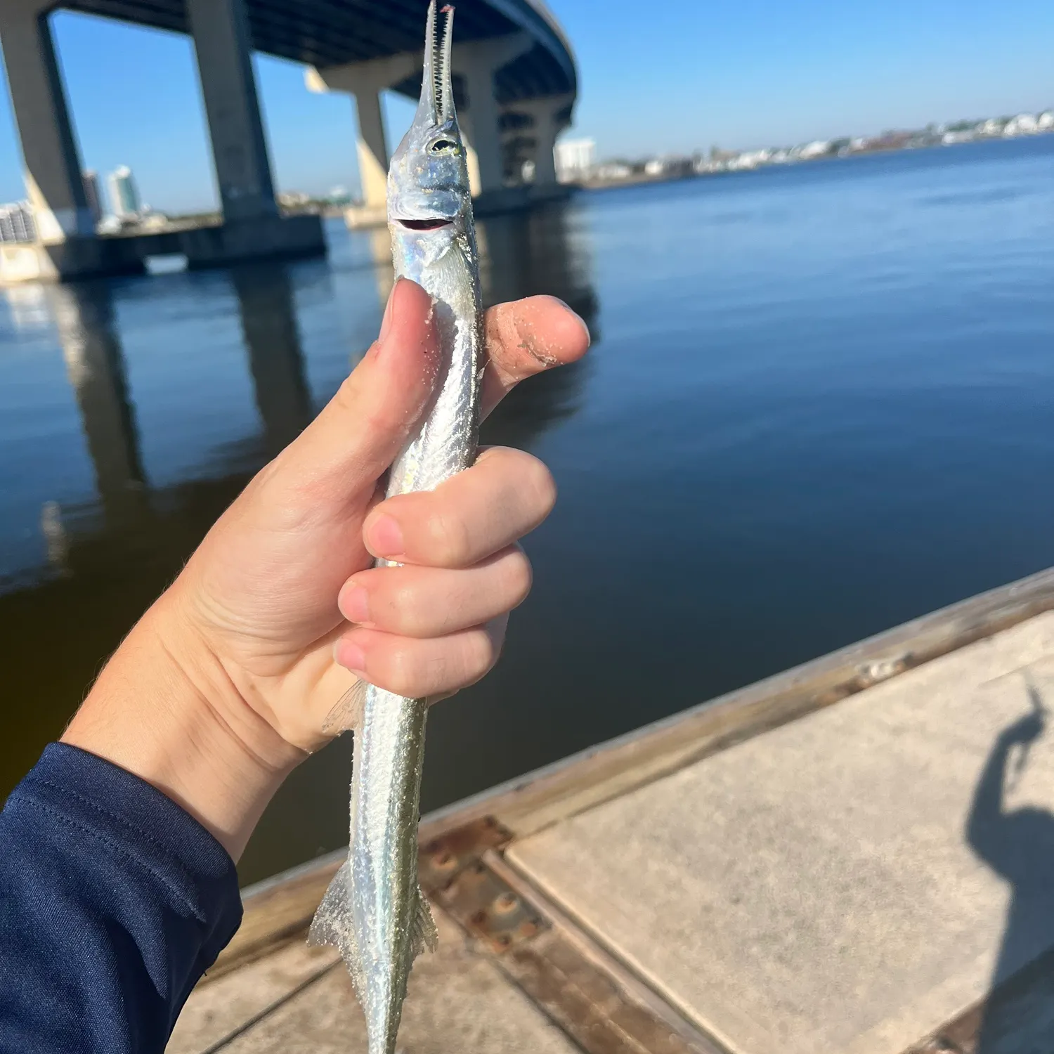 The most recent Atlantic needlefish catches on Fishbrain
