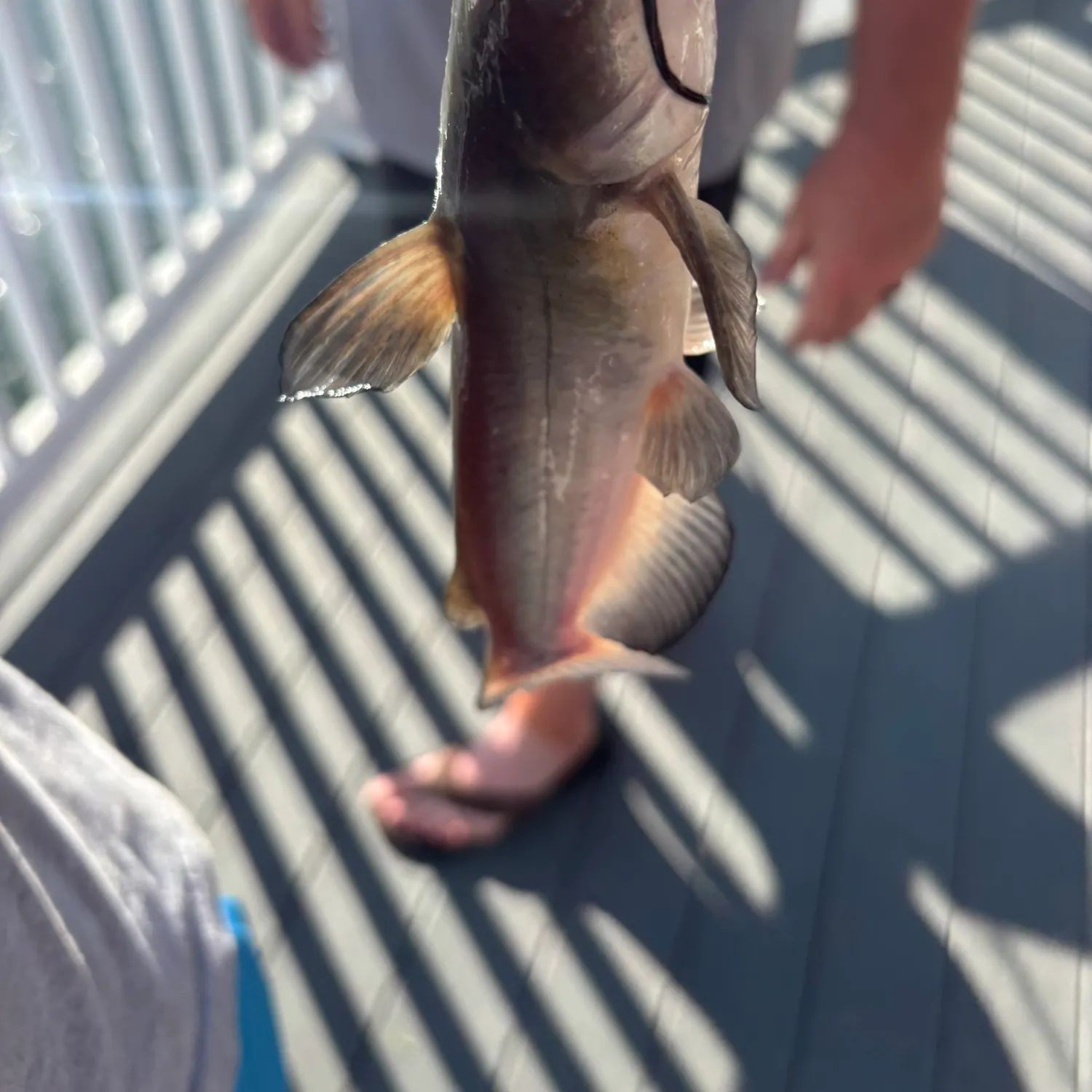 The most recent White bullhead catches on Fishbrain