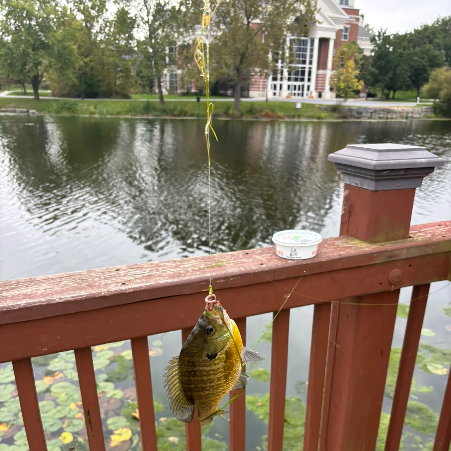Bluegill caught on Fishbrain