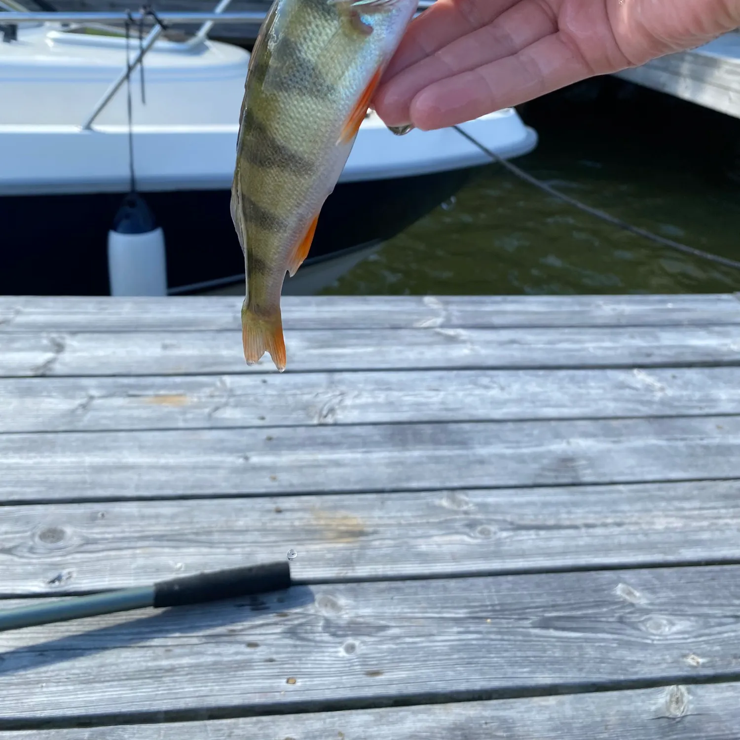 European perch caught on Fishbrain