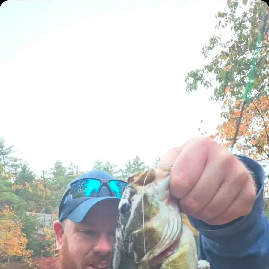 Smallmouth bass caught on Fishbrain