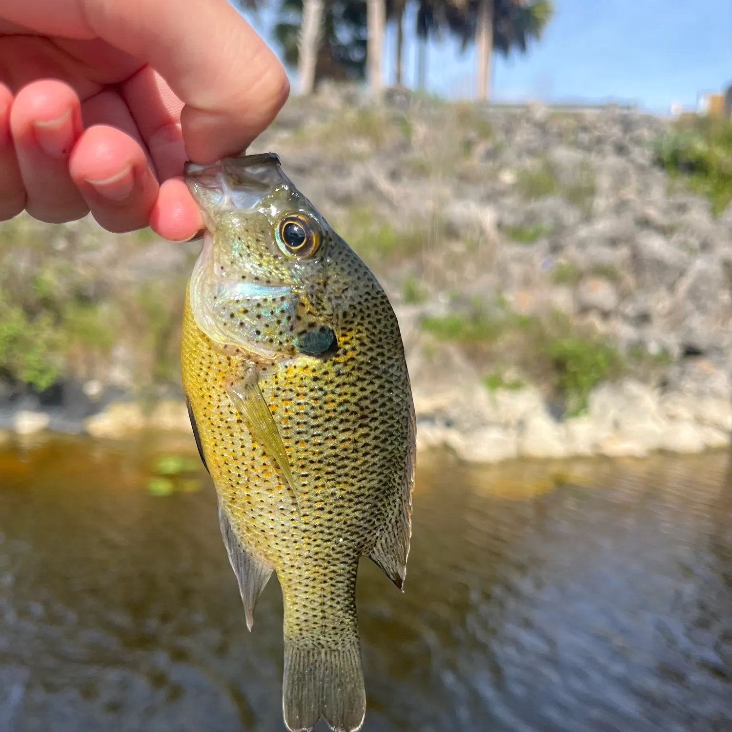 most liked catch image