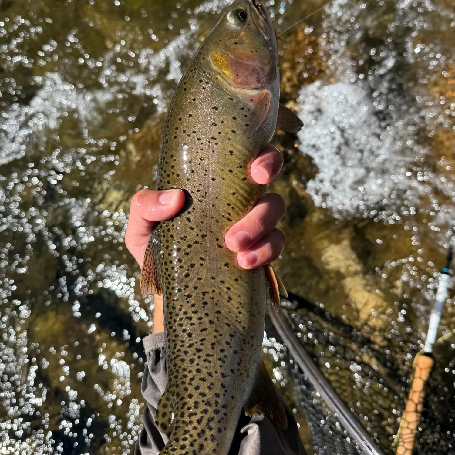 Cutthroat trout caught on Fishbrain