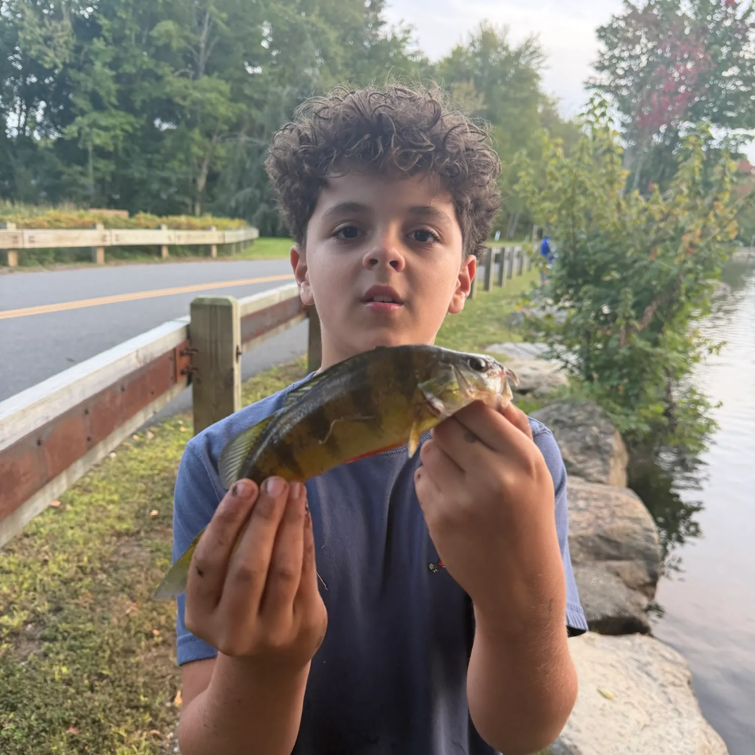 Yellow perch caught on Fishbrain
