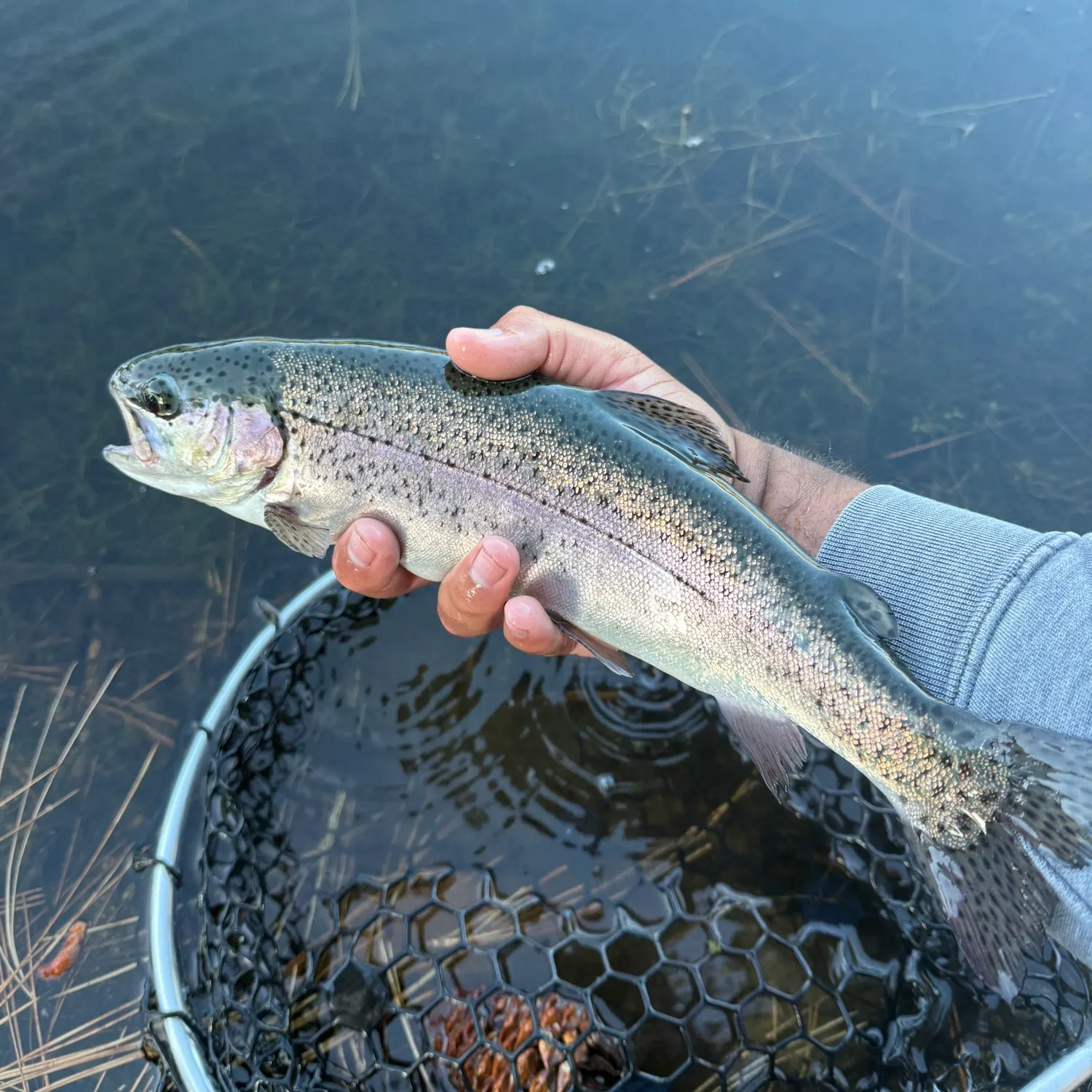 Rainbow trout caught on Fishbrain