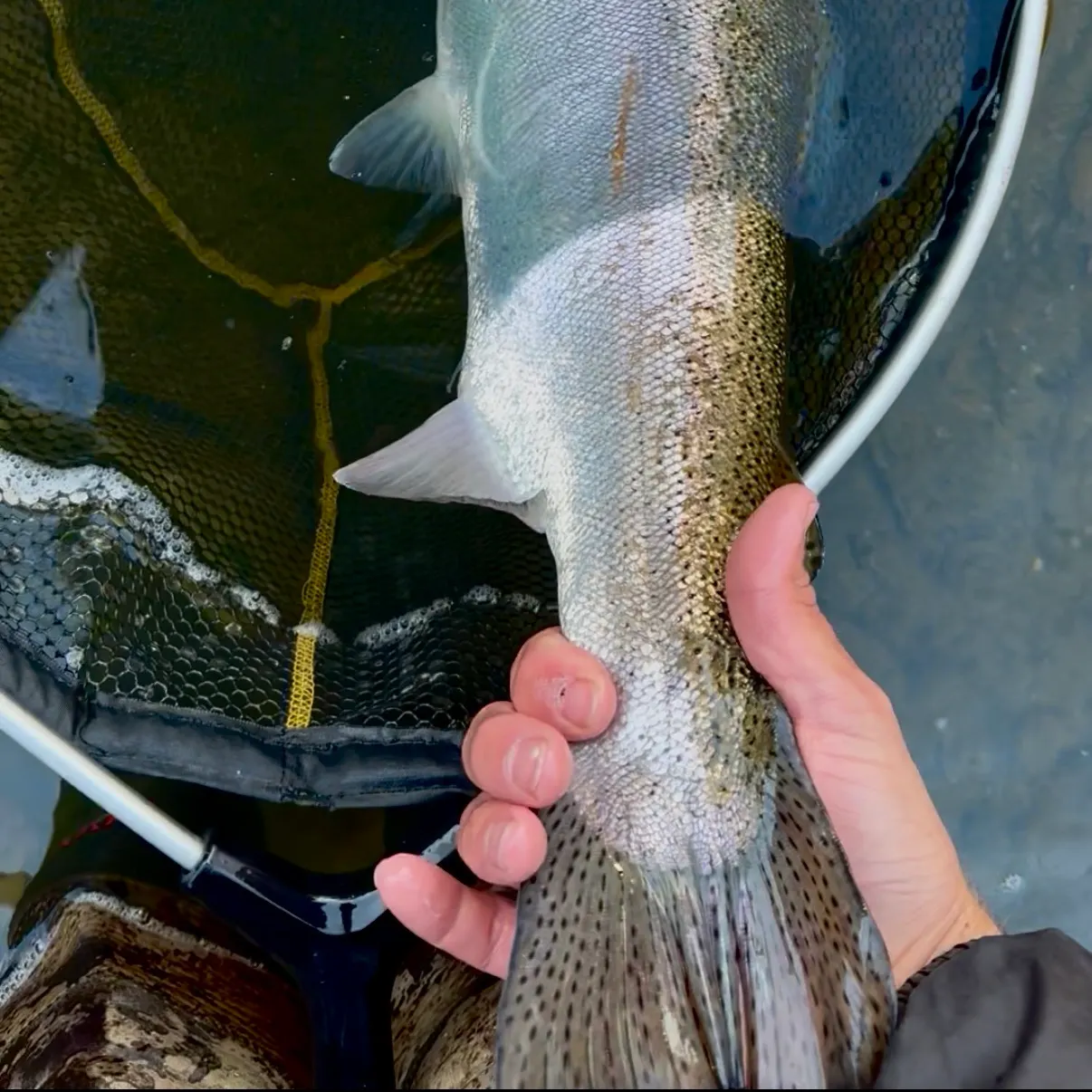 Steelhead caught on Fishbrain