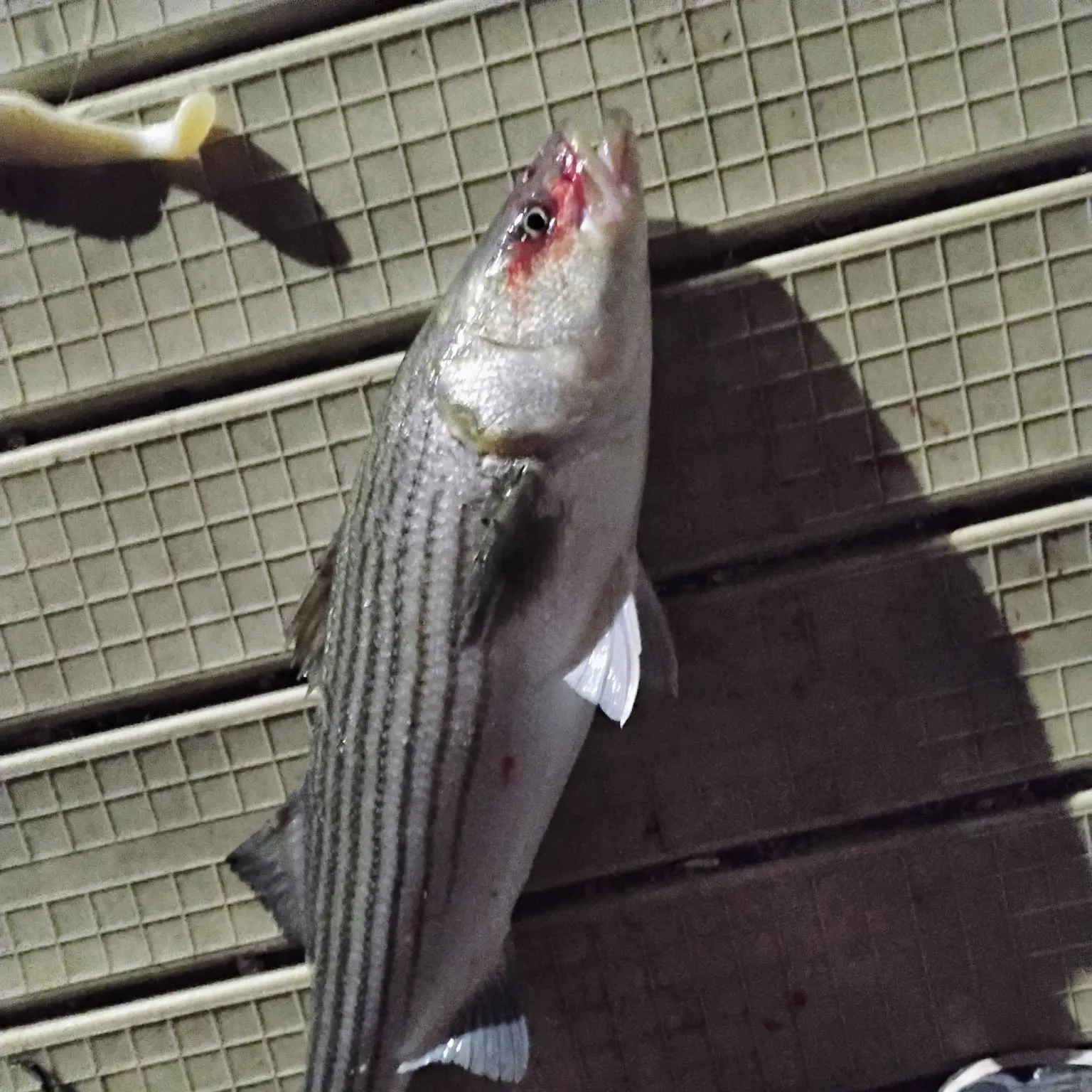 The most recent Striped bass catches on Fishbrain